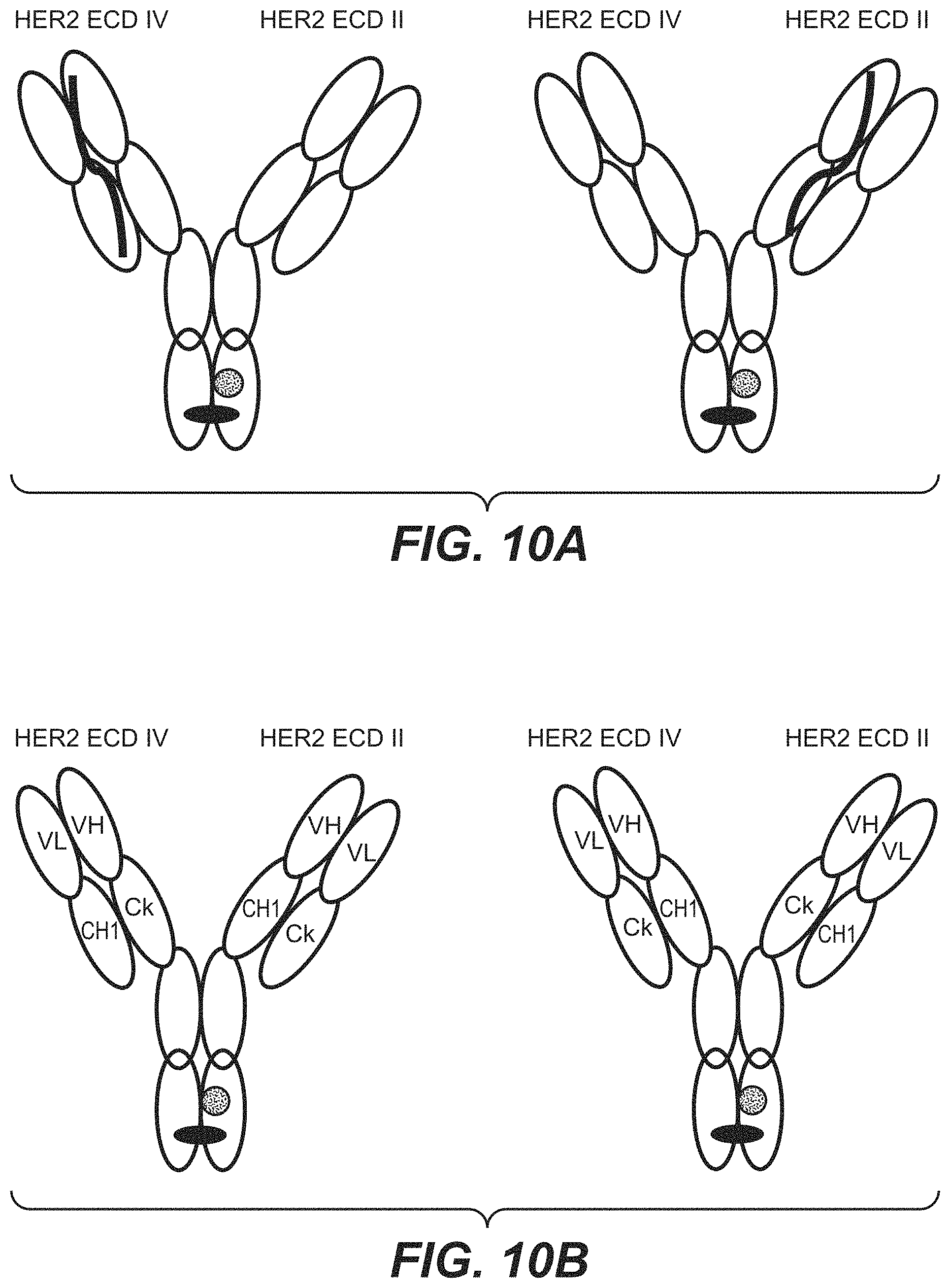 Patent US11787873 Figure 13 – Bispecific HER2 antibodies and methods of use