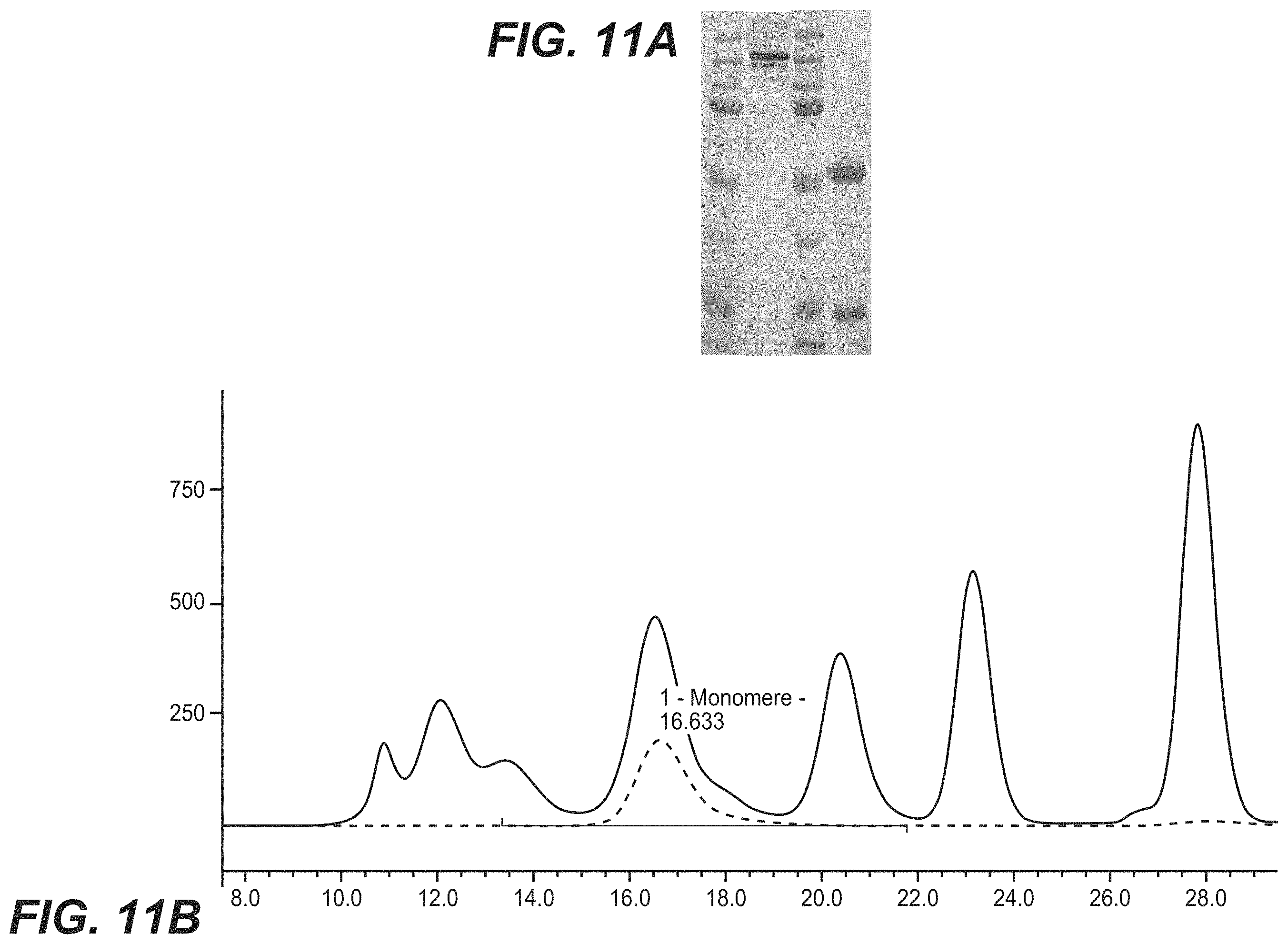 Patent US11787873 Figure 14 – Bispecific HER2 antibodies and methods of use
