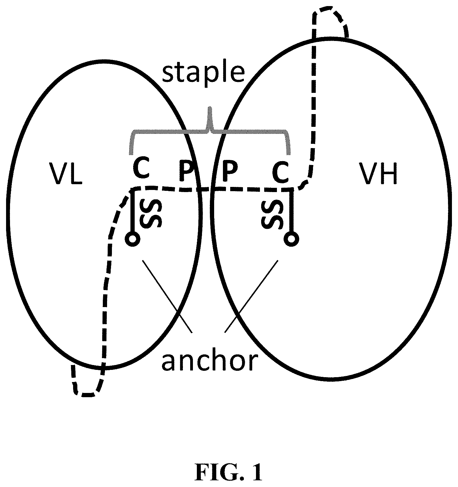 Patent US11787875 Figure 1 – Materials and methods for improved single chain variable fragments