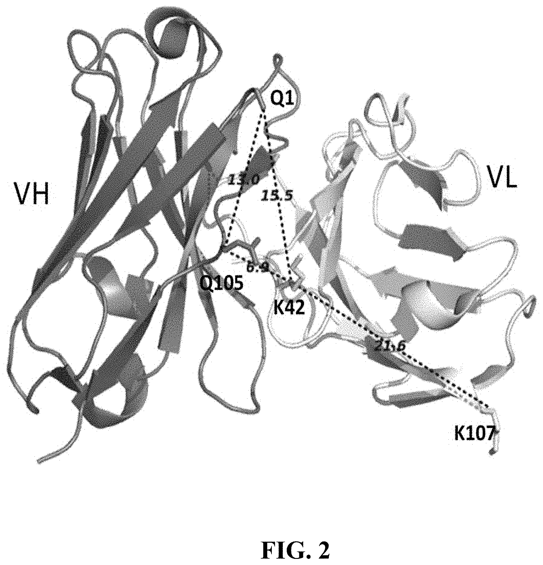 Patent US11787875 Figure 2 – Materials and methods for improved single chain variable fragments