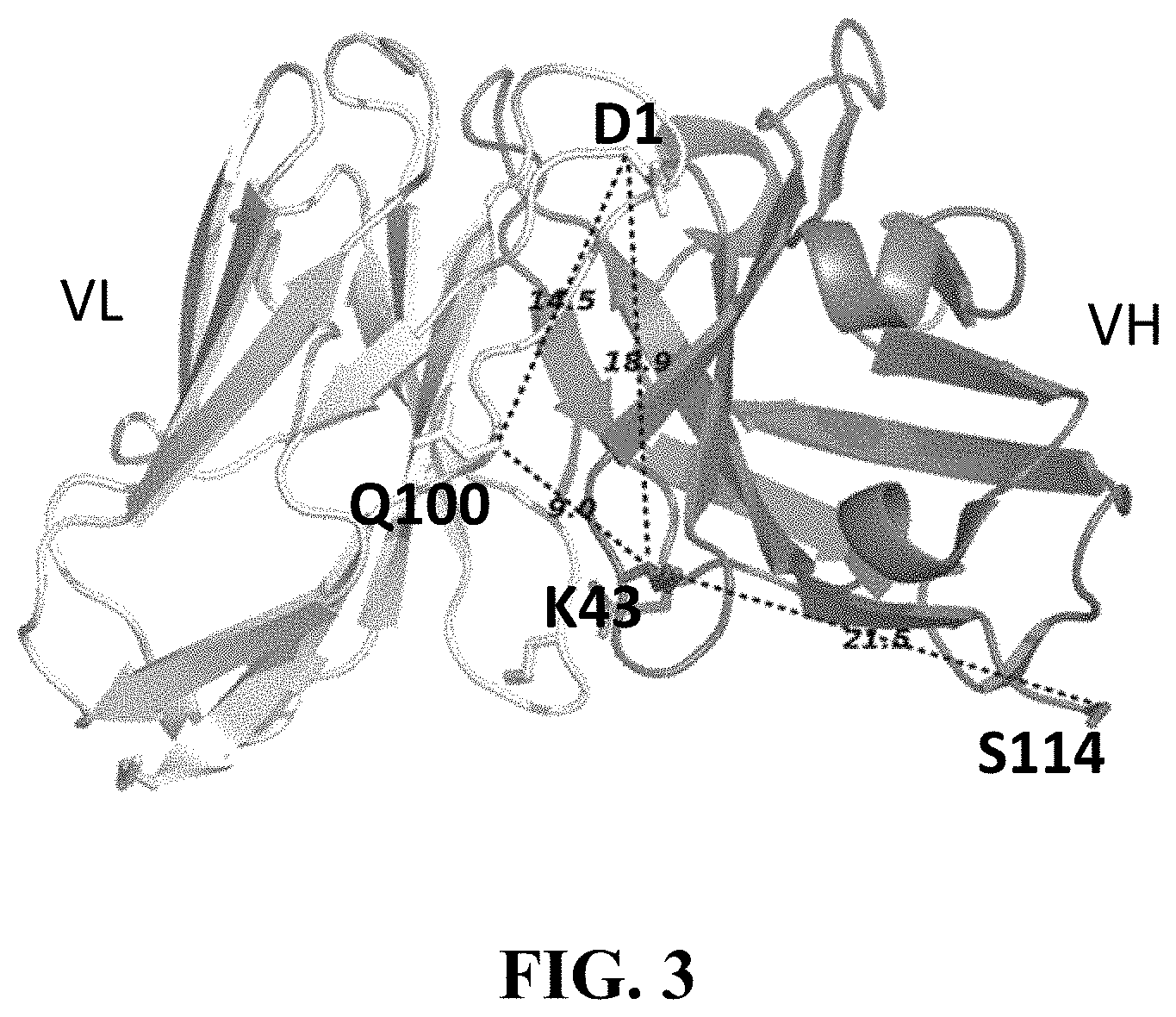 Patent US11787875 Figure 3 – Materials and methods for improved single chain variable fragments