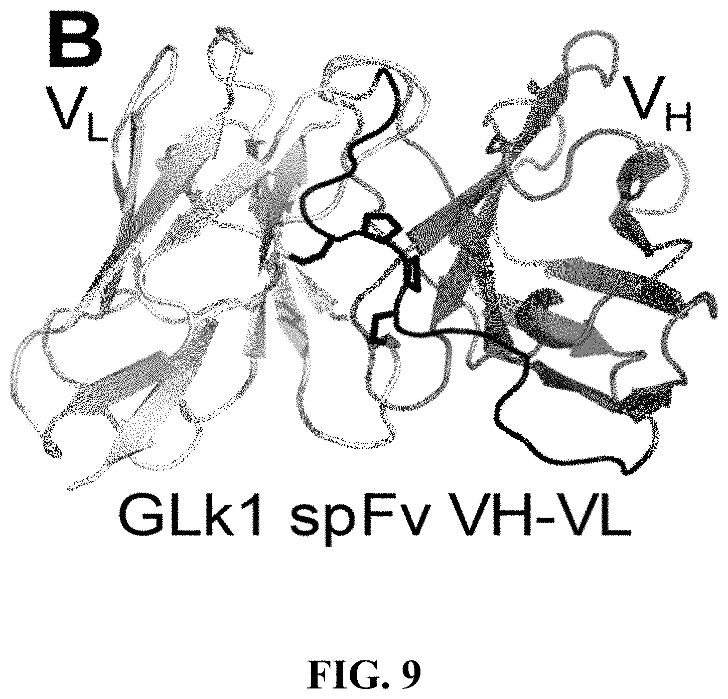 Patent US11787875 Figure 9 – Materials and methods for improved single chain variable fragments