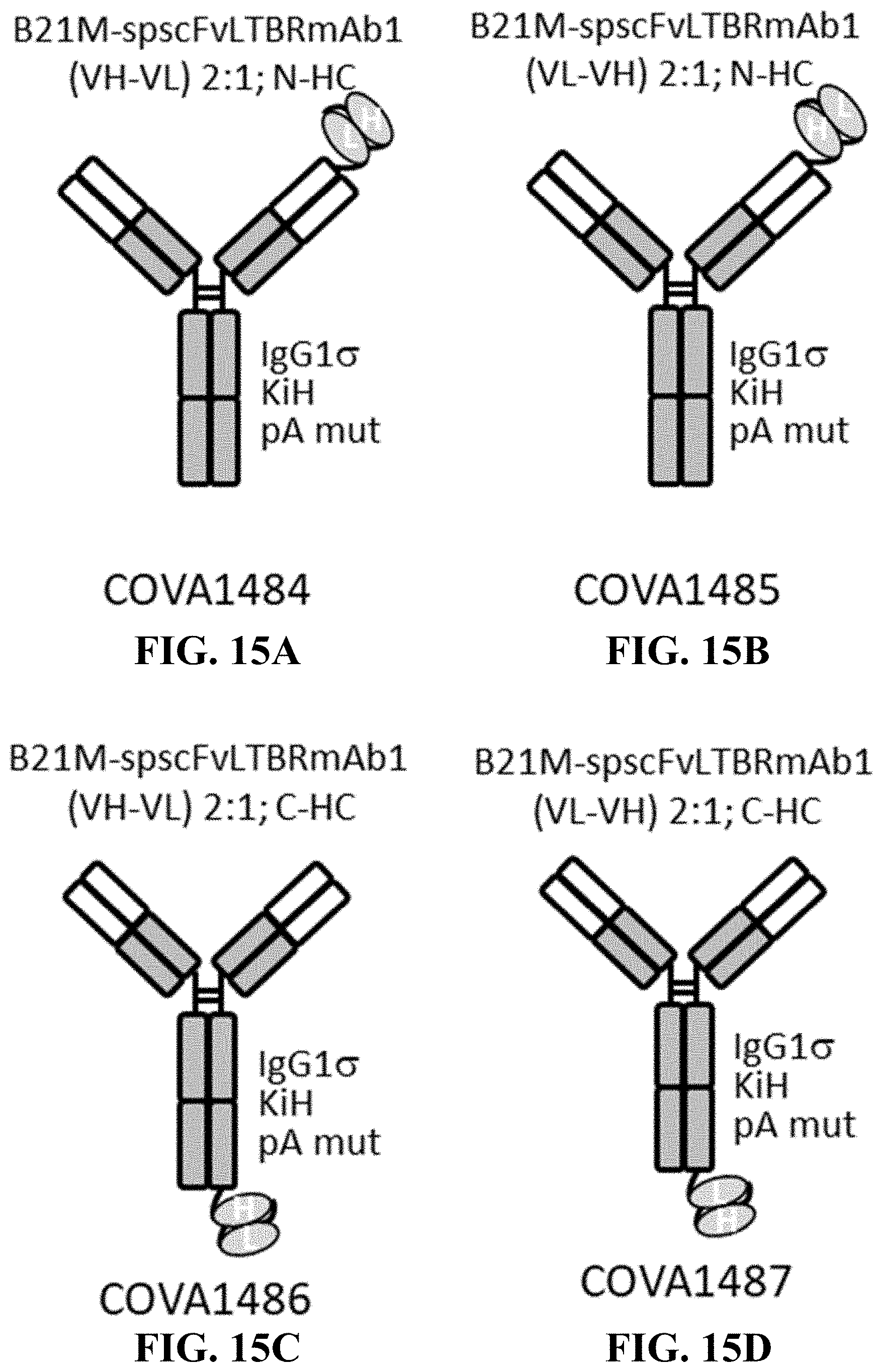 Patent US11787875 Figure 15 – Materials and methods for improved single chain variable fragments