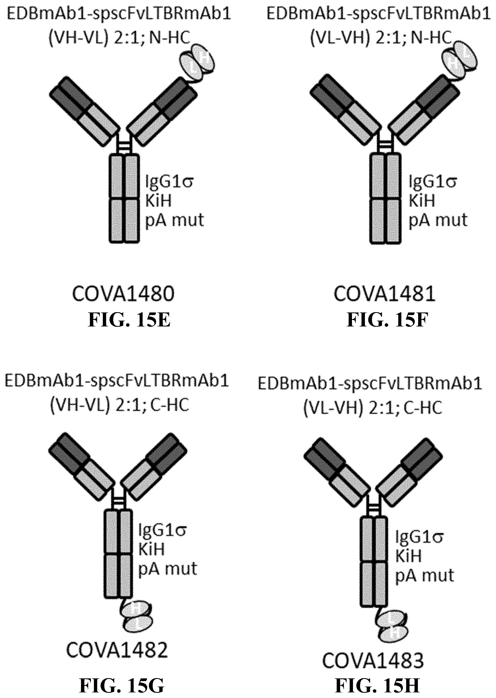 Patent US11787875 Figure 16 – Materials and methods for improved single chain variable fragments