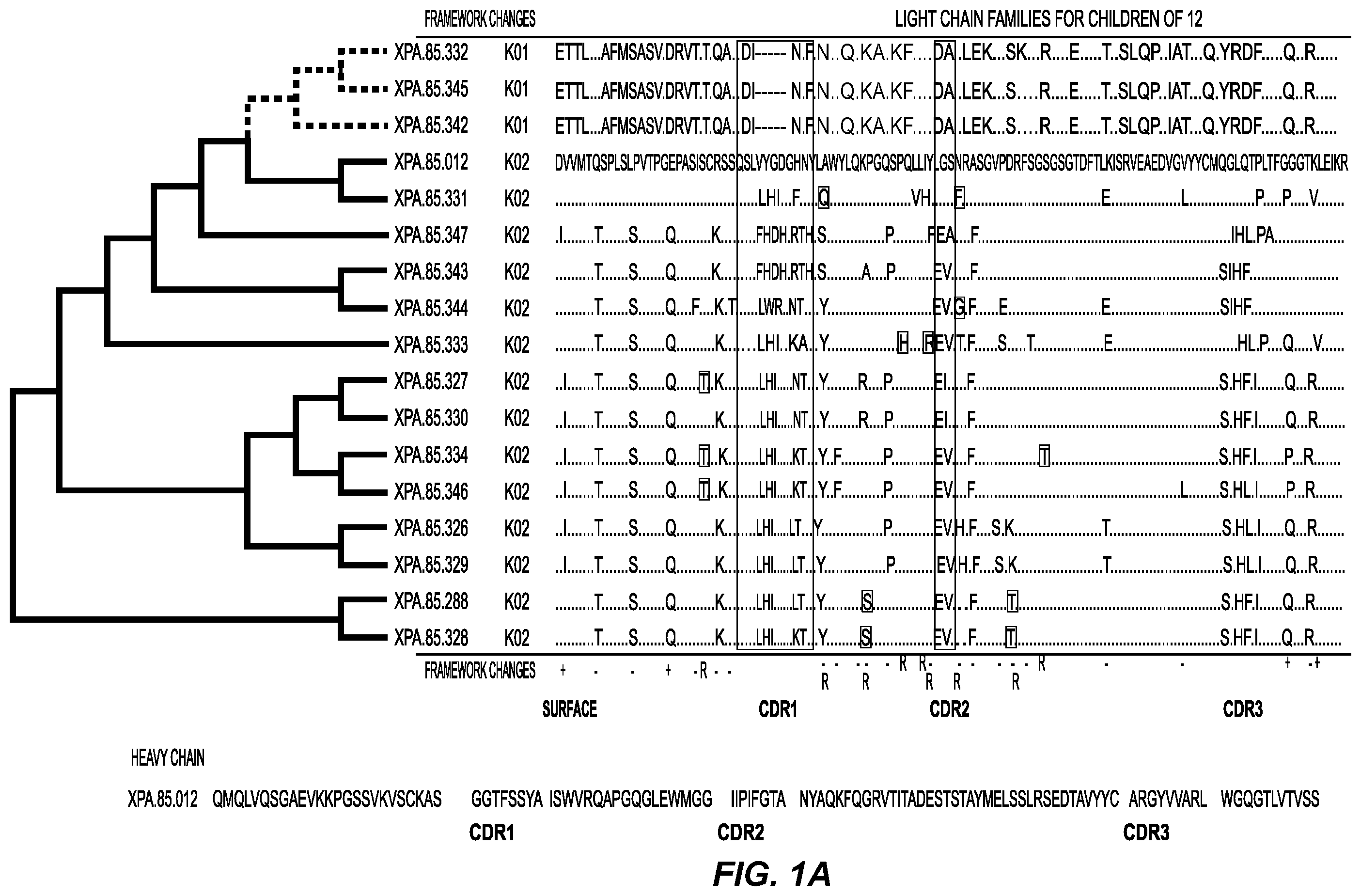 Patent US11787876 Figure 1 – Parathyroid hormone receptor 1 (PTH1R) antibodies and uses thereof