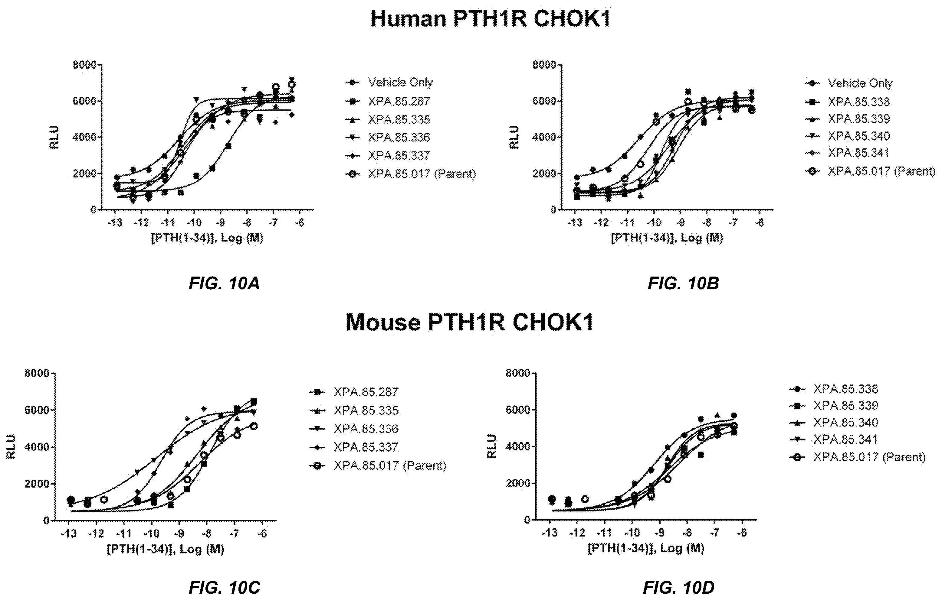 Patent US11787876 Figure 13 – Parathyroid hormone receptor 1 (PTH1R) antibodies and uses thereof
