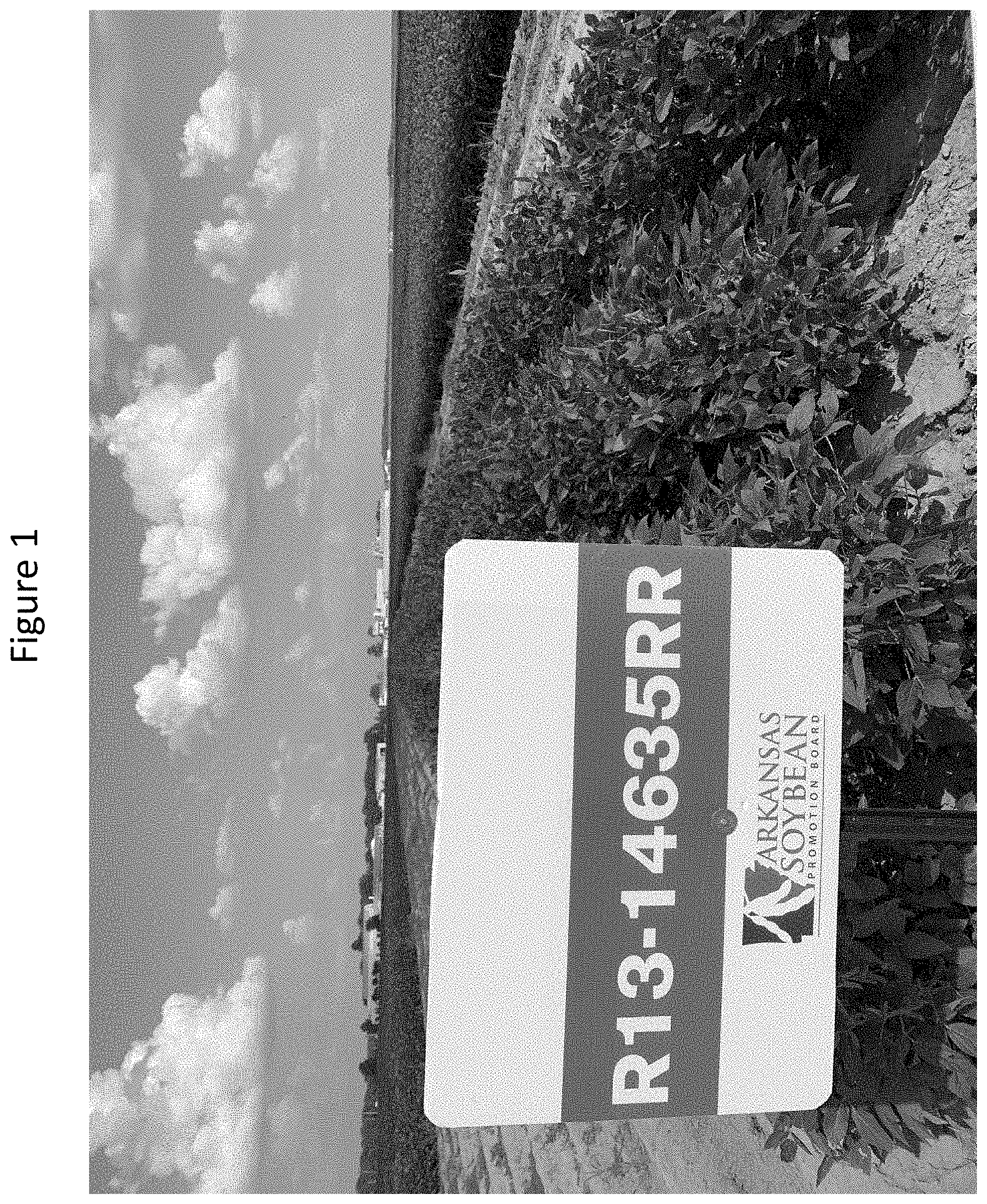 Patent US11793149 Figure 1 – Soybean cultivar ‘UA54i19GT’