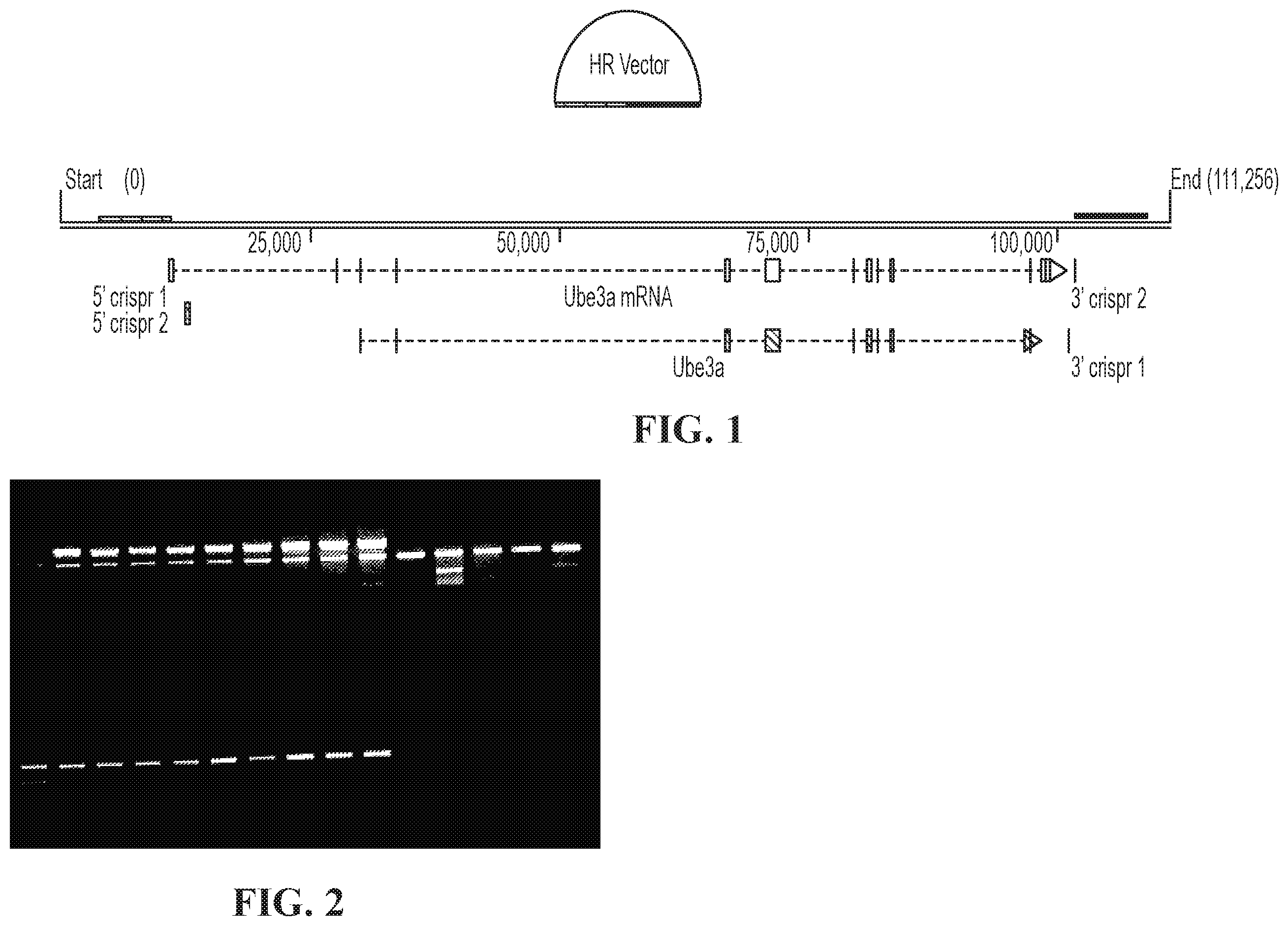 Patent US11793177 — Animal model of Angelman Syndrome — Figure 1
