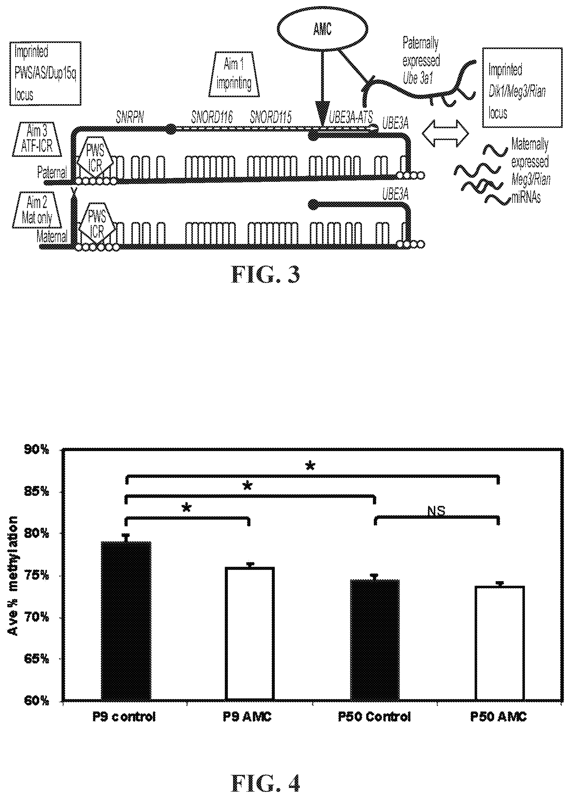 Patent US11793177 Figure 2 – Animal model of Angelman Syndrome