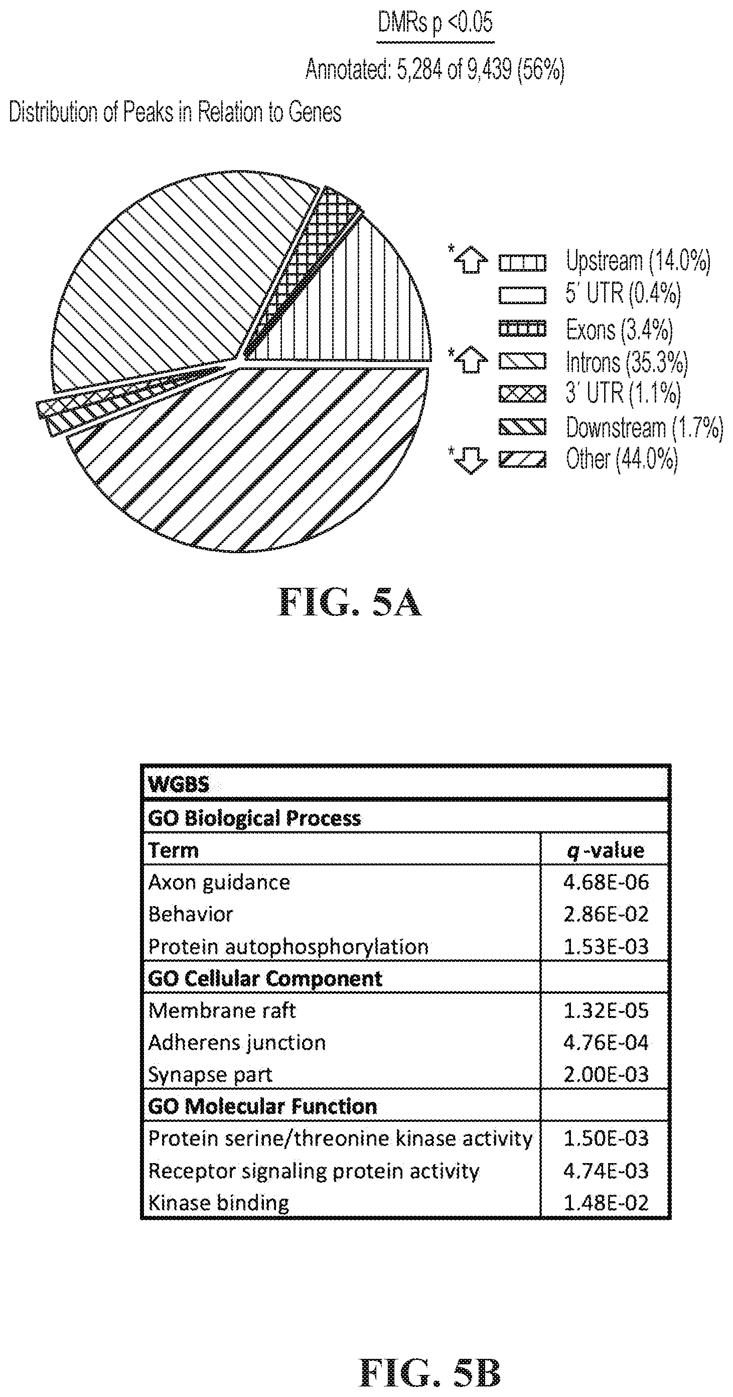 Patent US11793177 Figure 3 – Animal model of Angelman Syndrome