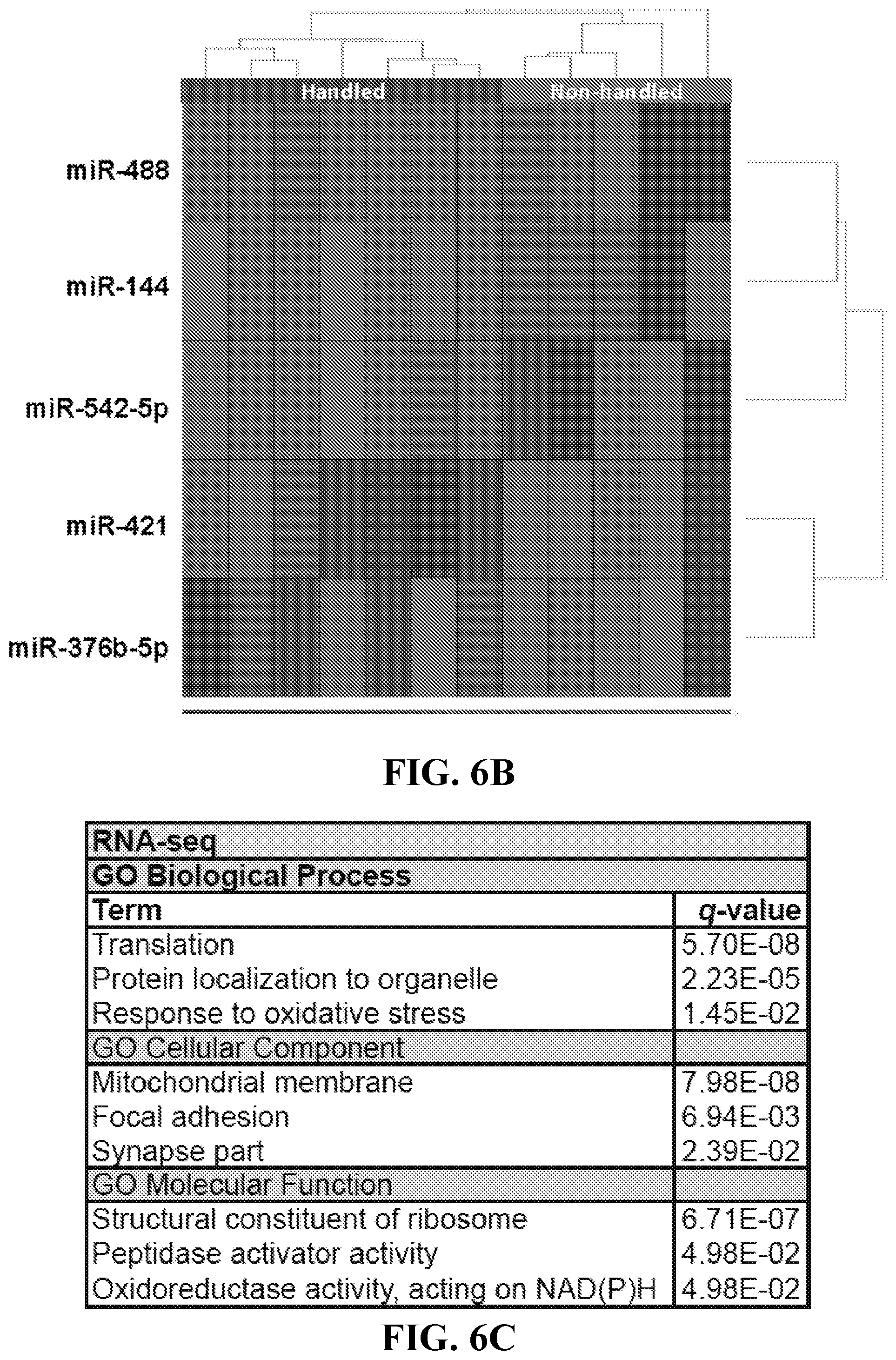 Patent US11793177 Figure 5 – Animal model of Angelman Syndrome