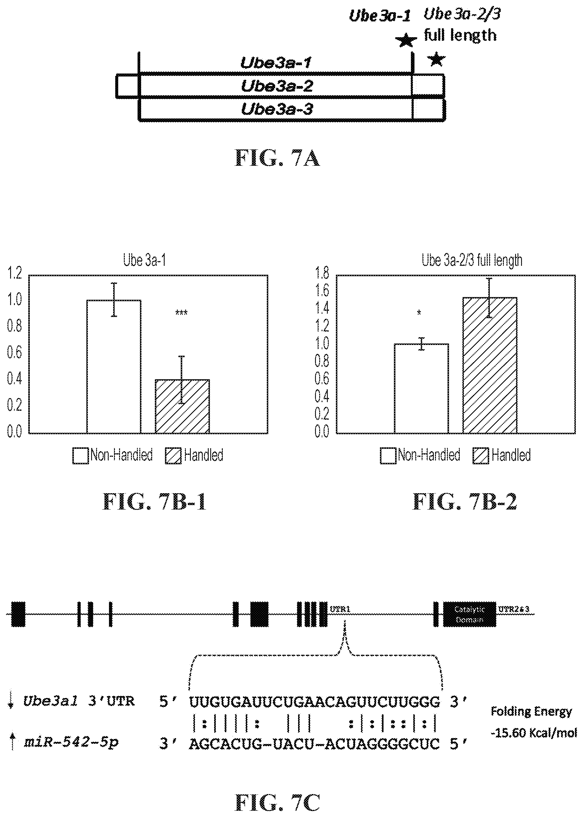 Patent US11793177 Figure 6 – Animal model of Angelman Syndrome