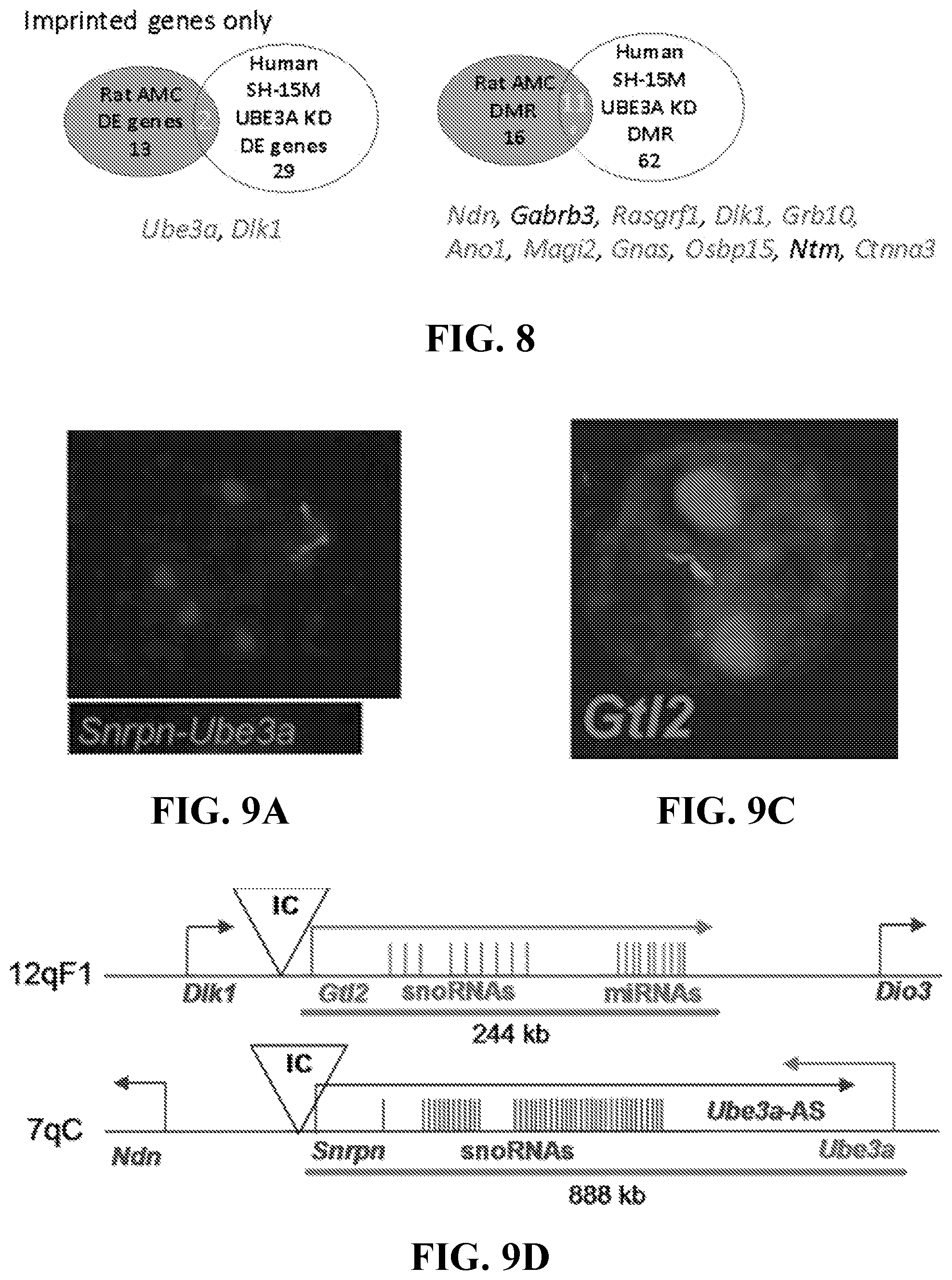 Patent US11793177 Figure 7 – Animal model of Angelman Syndrome