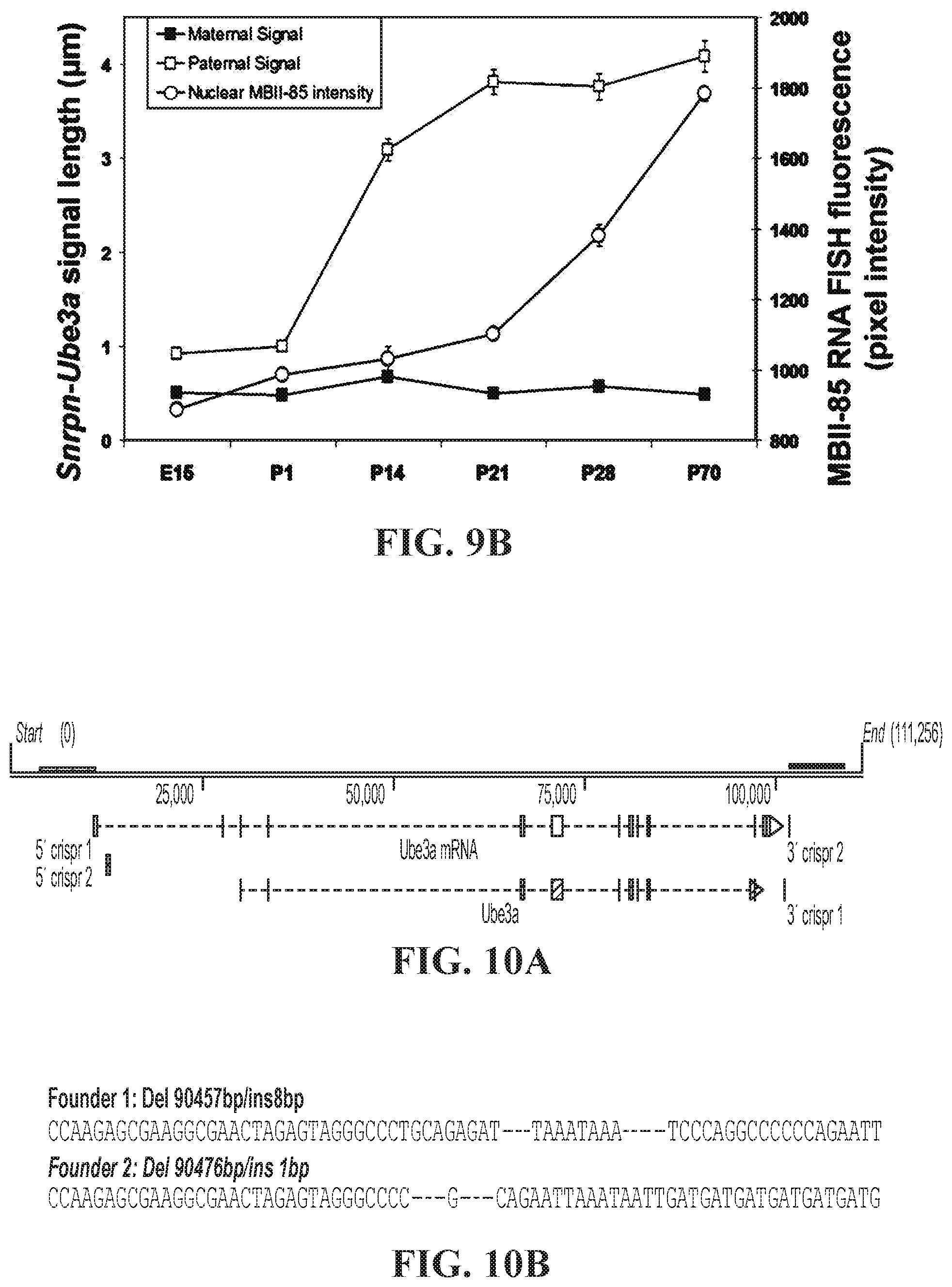 Patent US11793177 Figure 8 – Animal model of Angelman Syndrome
