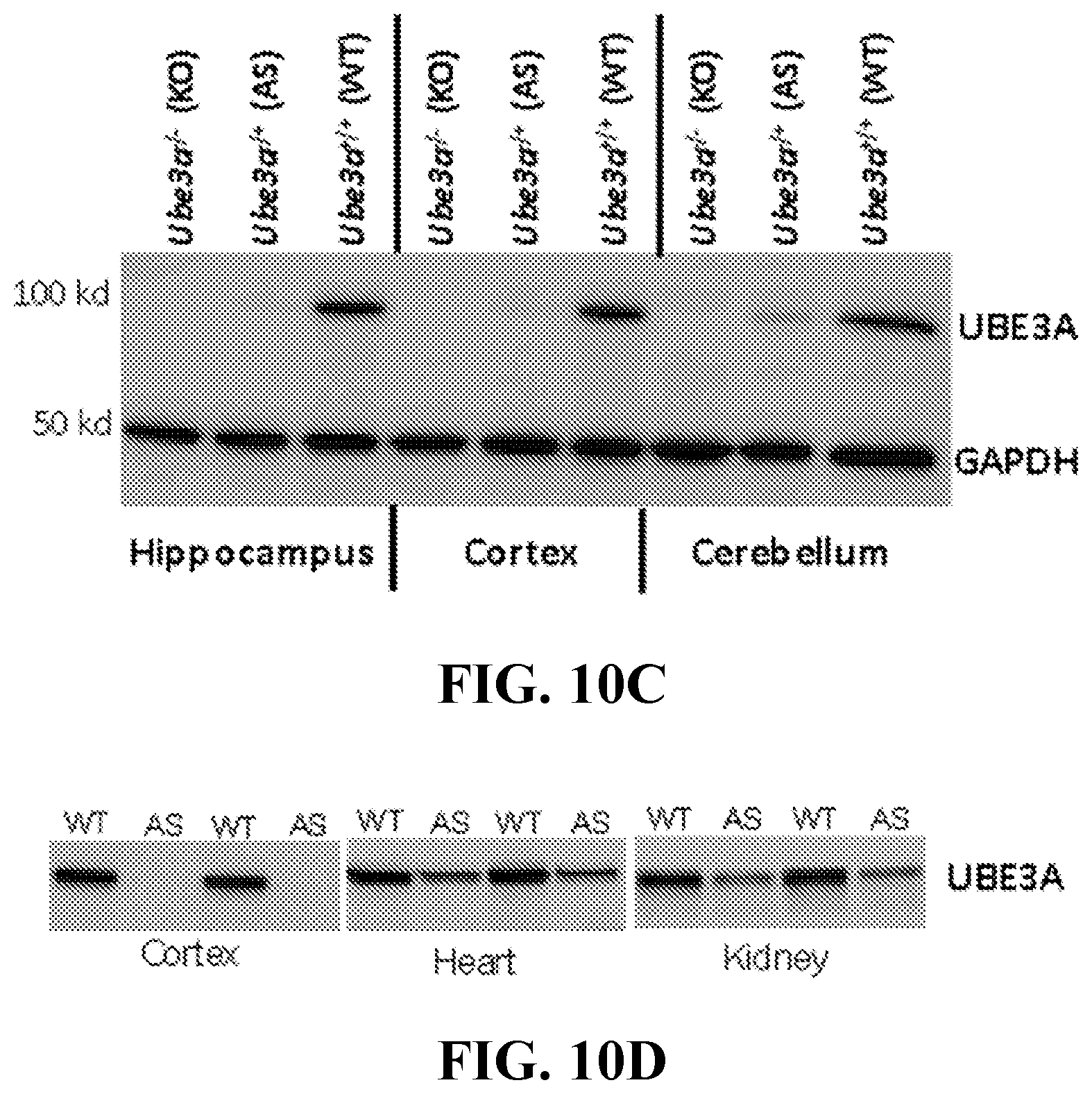 Patent US11793177 Figure 9 – Animal model of Angelman Syndrome