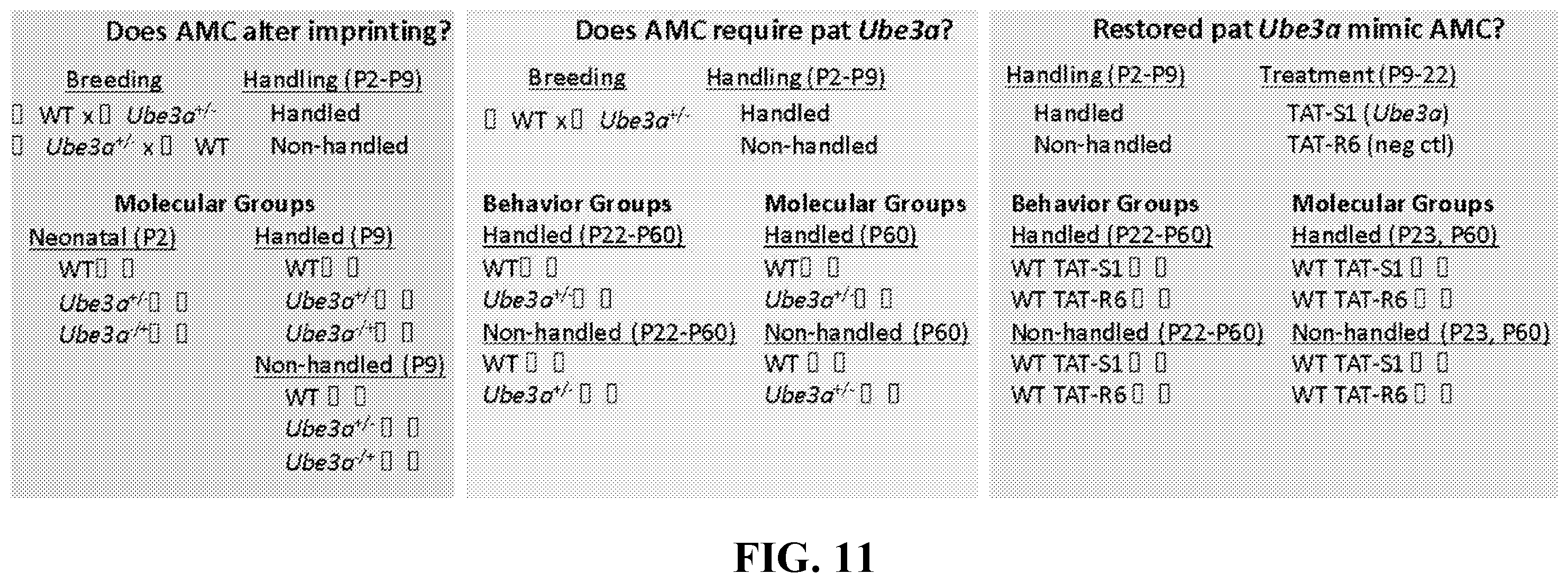 Patent US11793177 Figure 10 – Animal model of Angelman Syndrome
