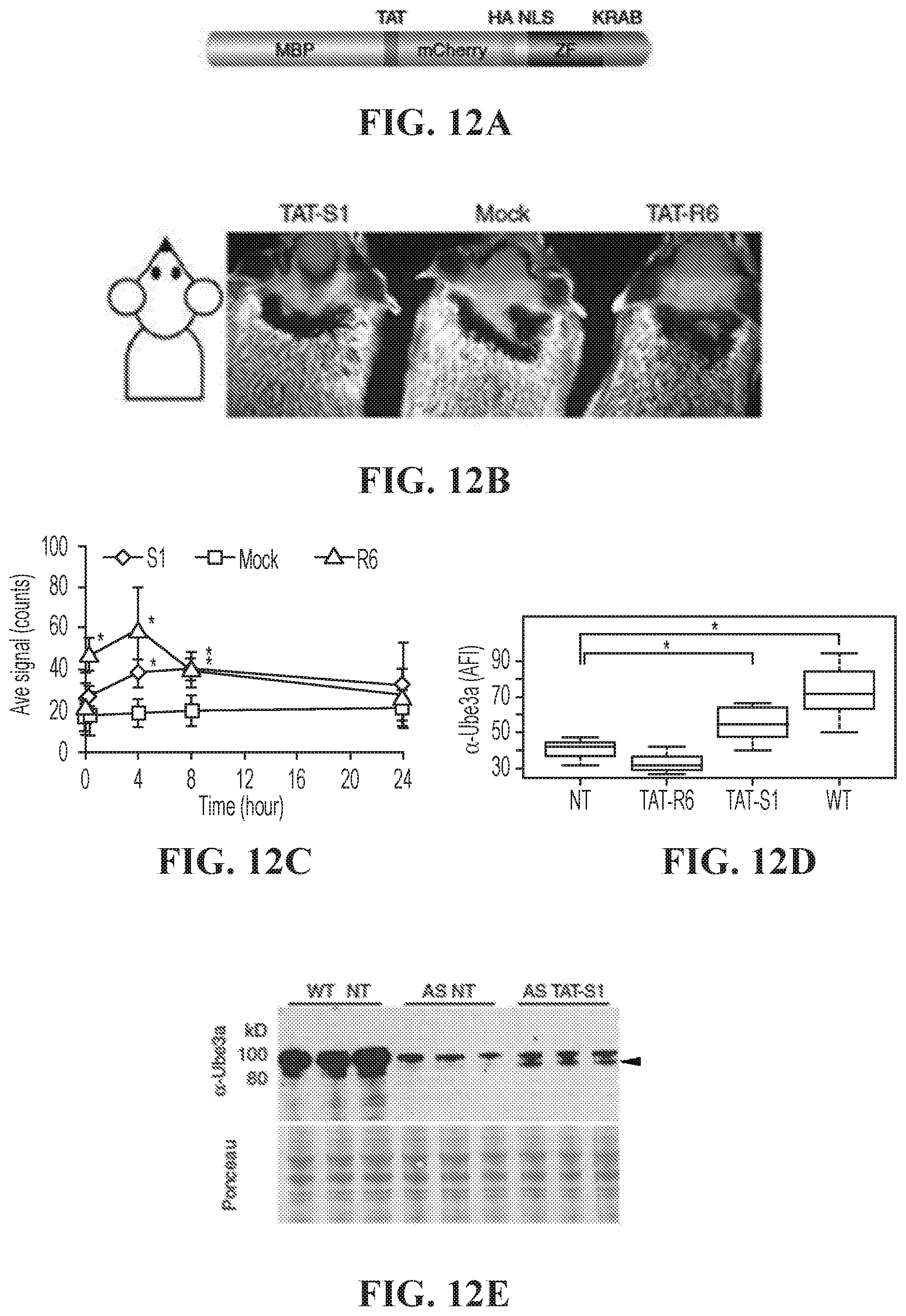 Patent US11793177 Figure 11 – Animal model of Angelman Syndrome