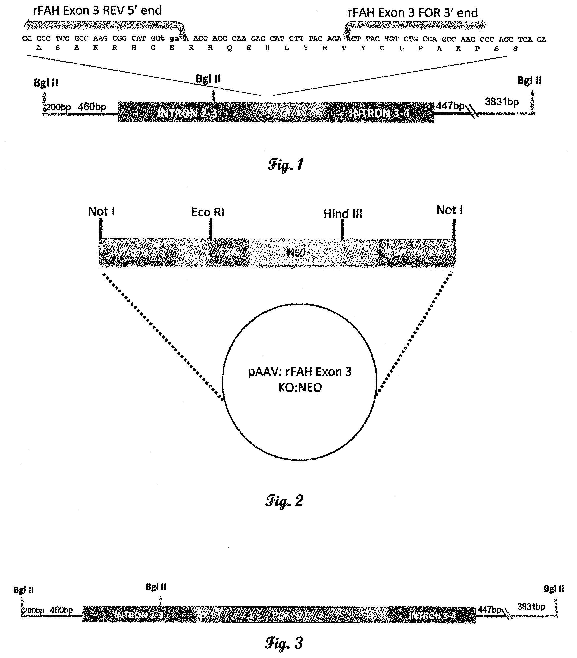 Patent US11793178 Figure 1 – Fumarylacetoacetate hydrolase (FAH)-deficient and immunodeficient rats and uses thereof