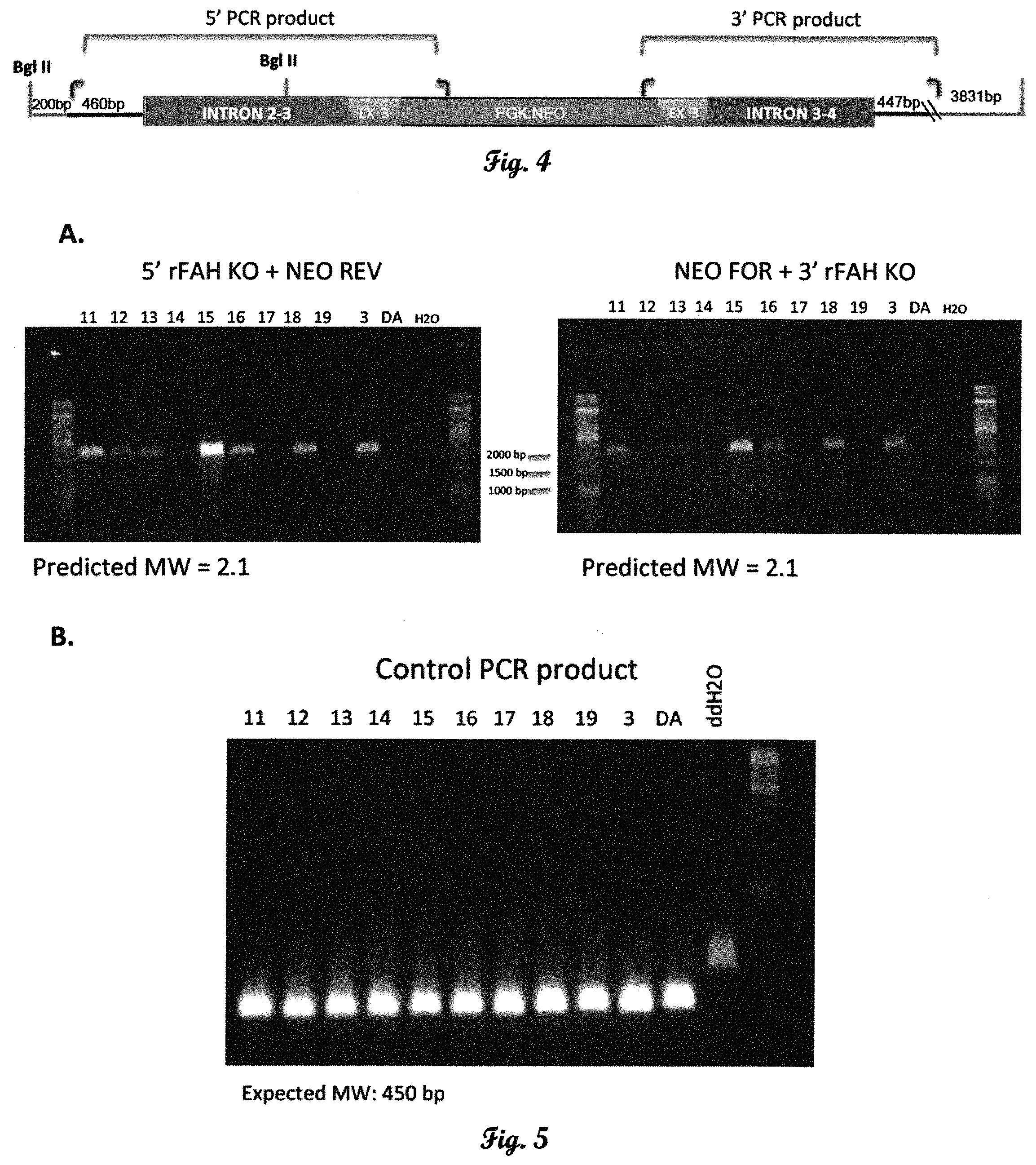 Patent US11793178 Figure 2 – Fumarylacetoacetate hydrolase (FAH)-deficient and immunodeficient rats and uses thereof