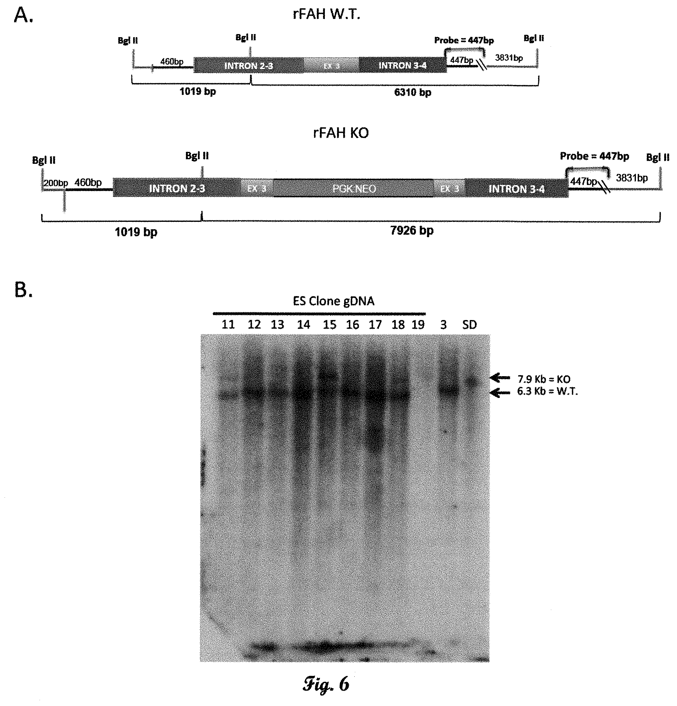 Patent US11793178 Figure 3 – Fumarylacetoacetate hydrolase (FAH)-deficient and immunodeficient rats and uses thereof