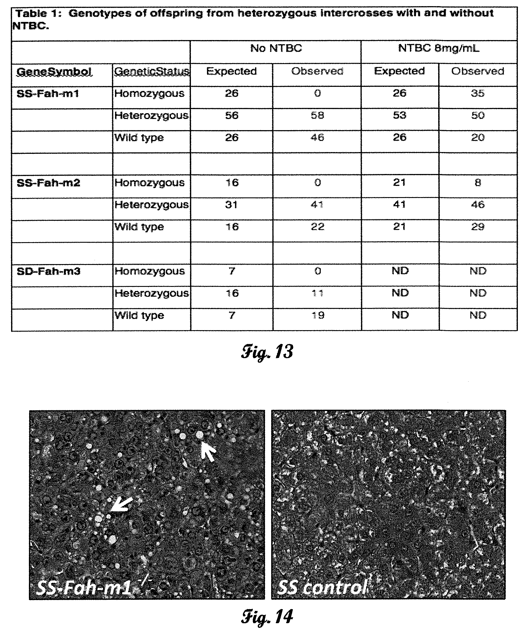 Patent US11793178 Figure 9 – Fumarylacetoacetate hydrolase (FAH)-deficient and immunodeficient rats and uses thereof