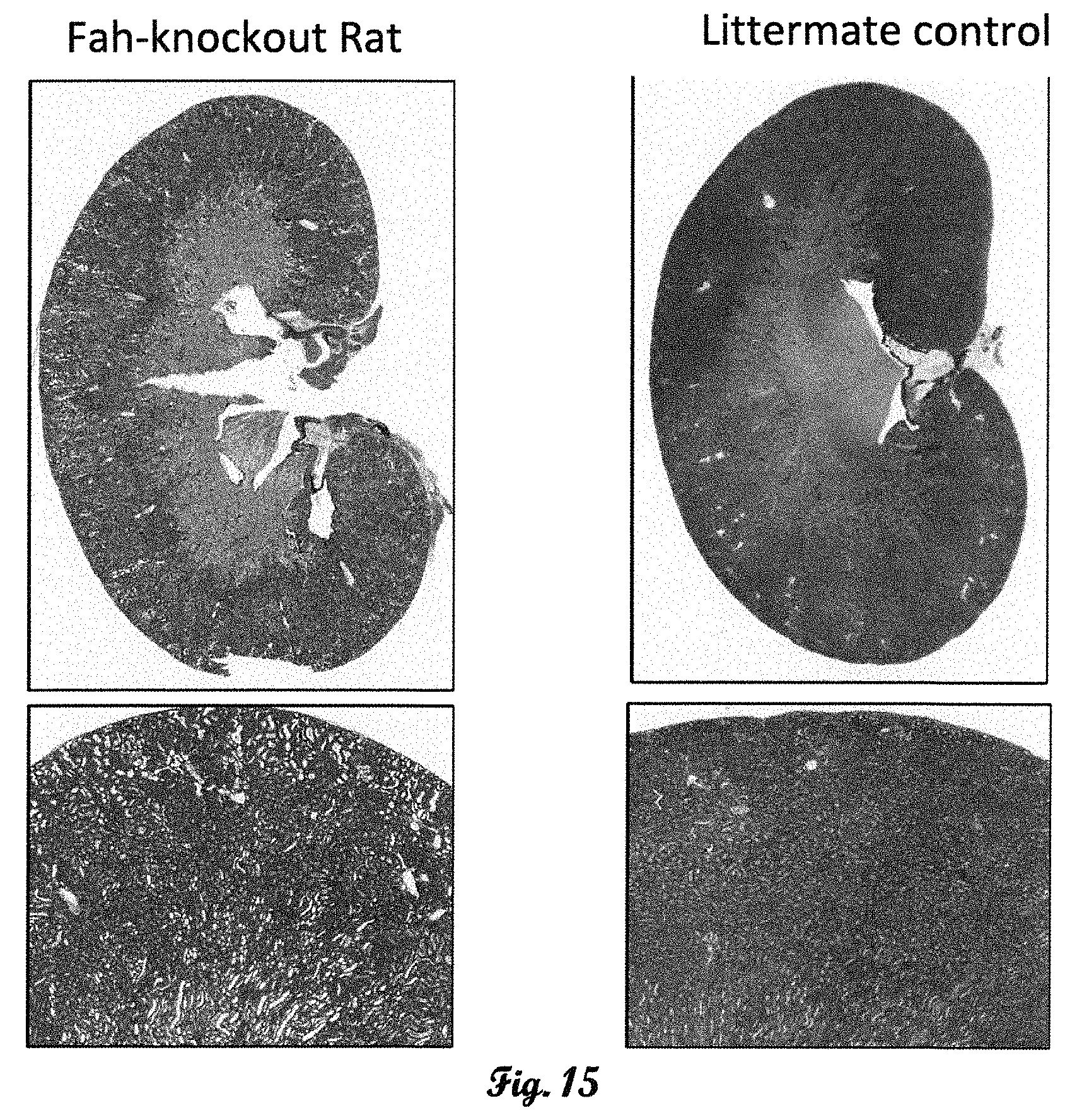 Patent US11793178 Figure 10 – Fumarylacetoacetate hydrolase (FAH)-deficient and immunodeficient rats and uses thereof