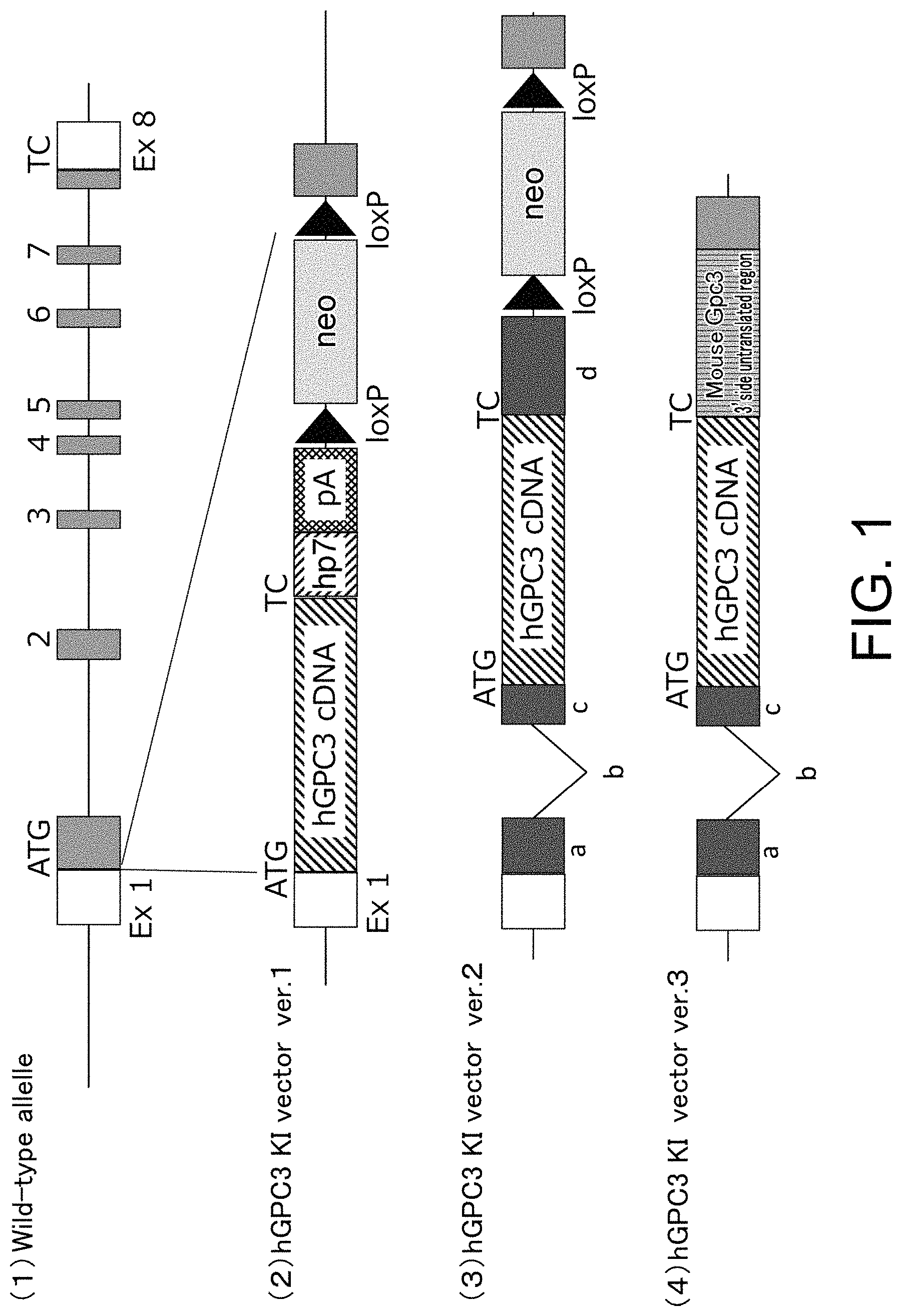 Patent US11793180 Figure 1 – Gene-modified mouse expressing human GPC3 polypeptide