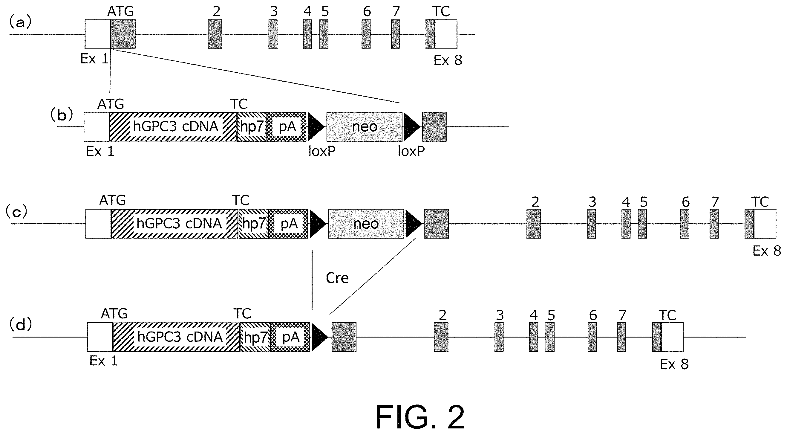 Patent US11793180 Figure 2 – Gene-modified mouse expressing human GPC3 polypeptide