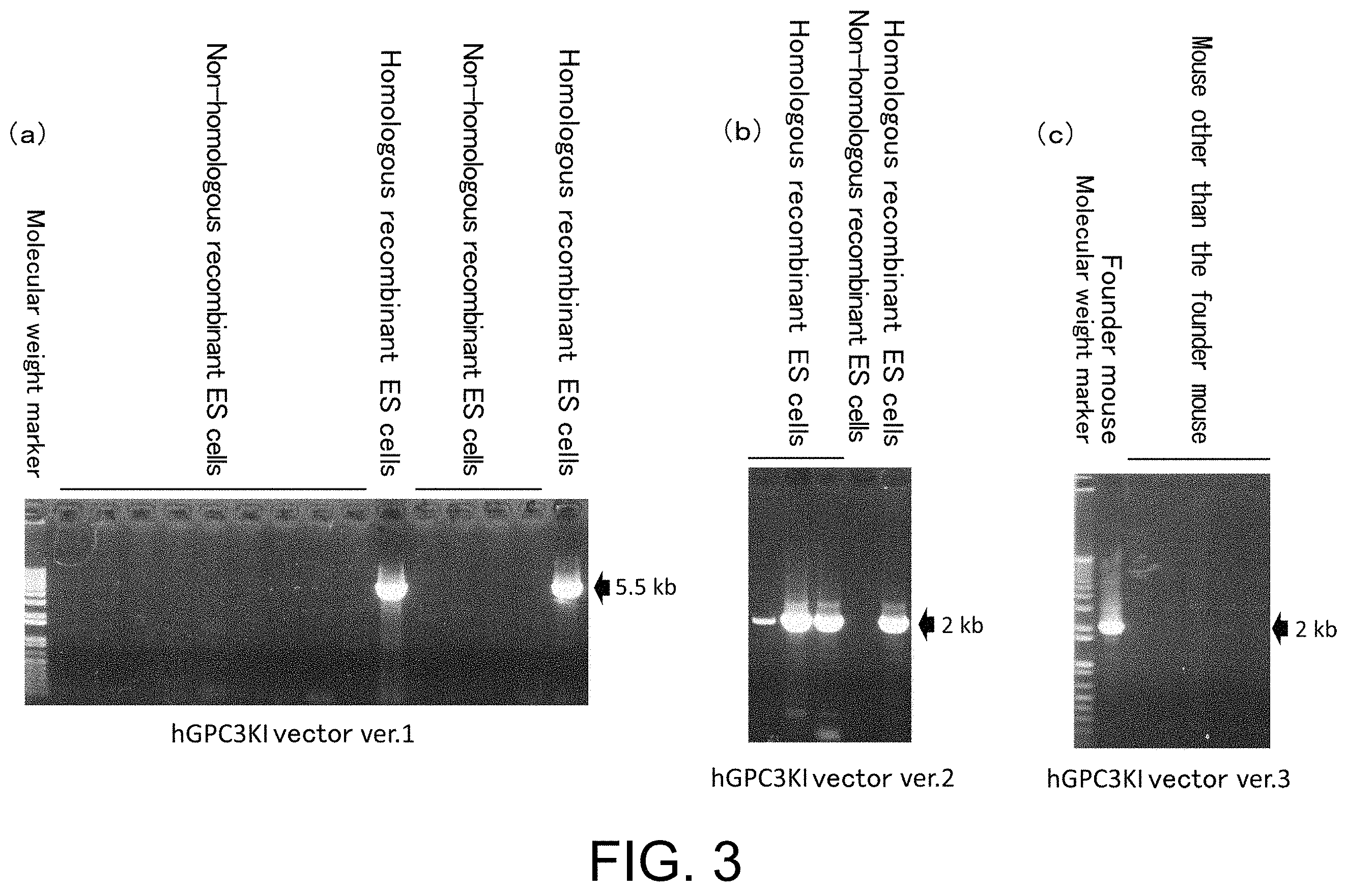 Patent US11793180 Figure 3 – Gene-modified mouse expressing human GPC3 polypeptide