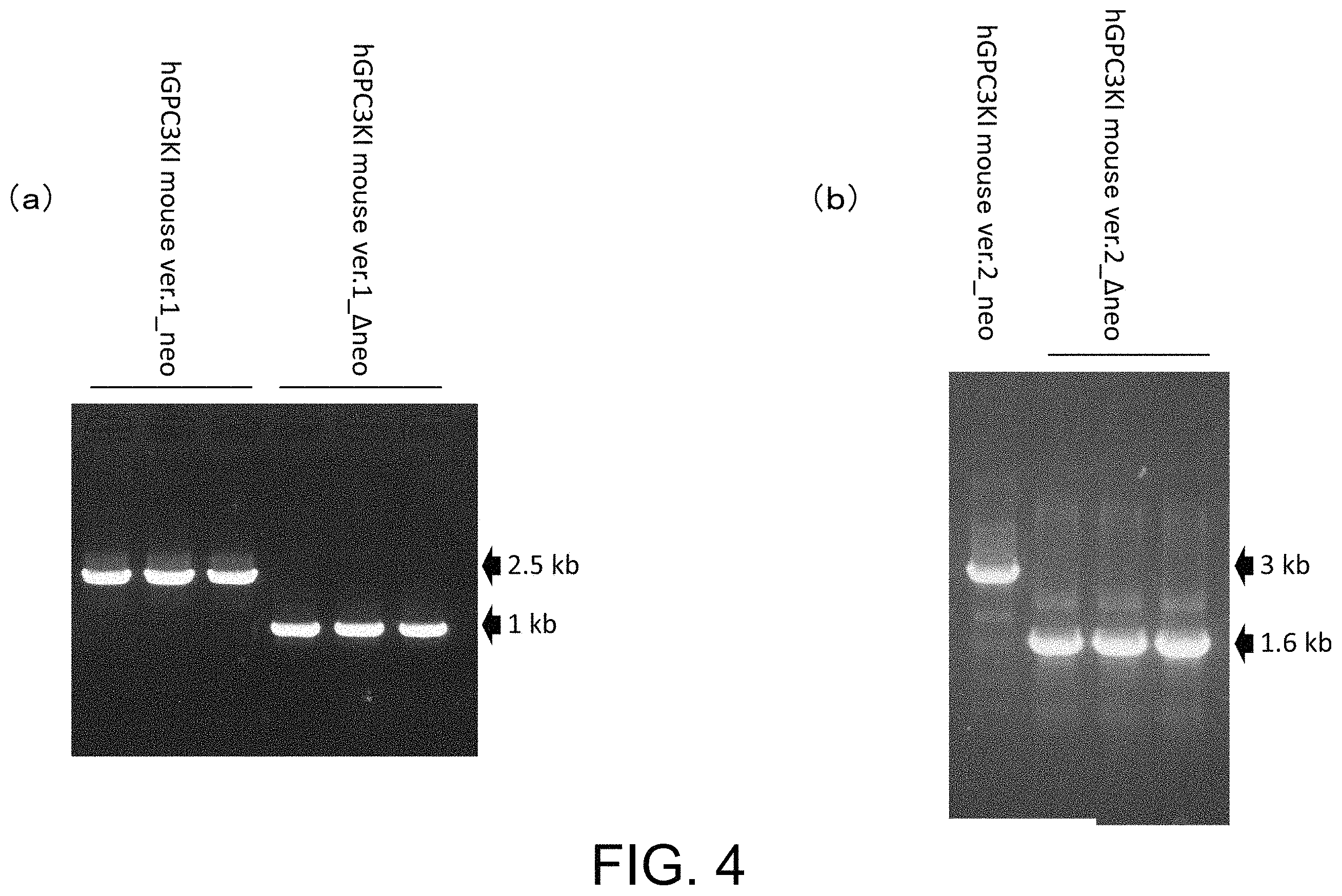 Patent US11793180 Figure 4 – Gene-modified mouse expressing human GPC3 polypeptide