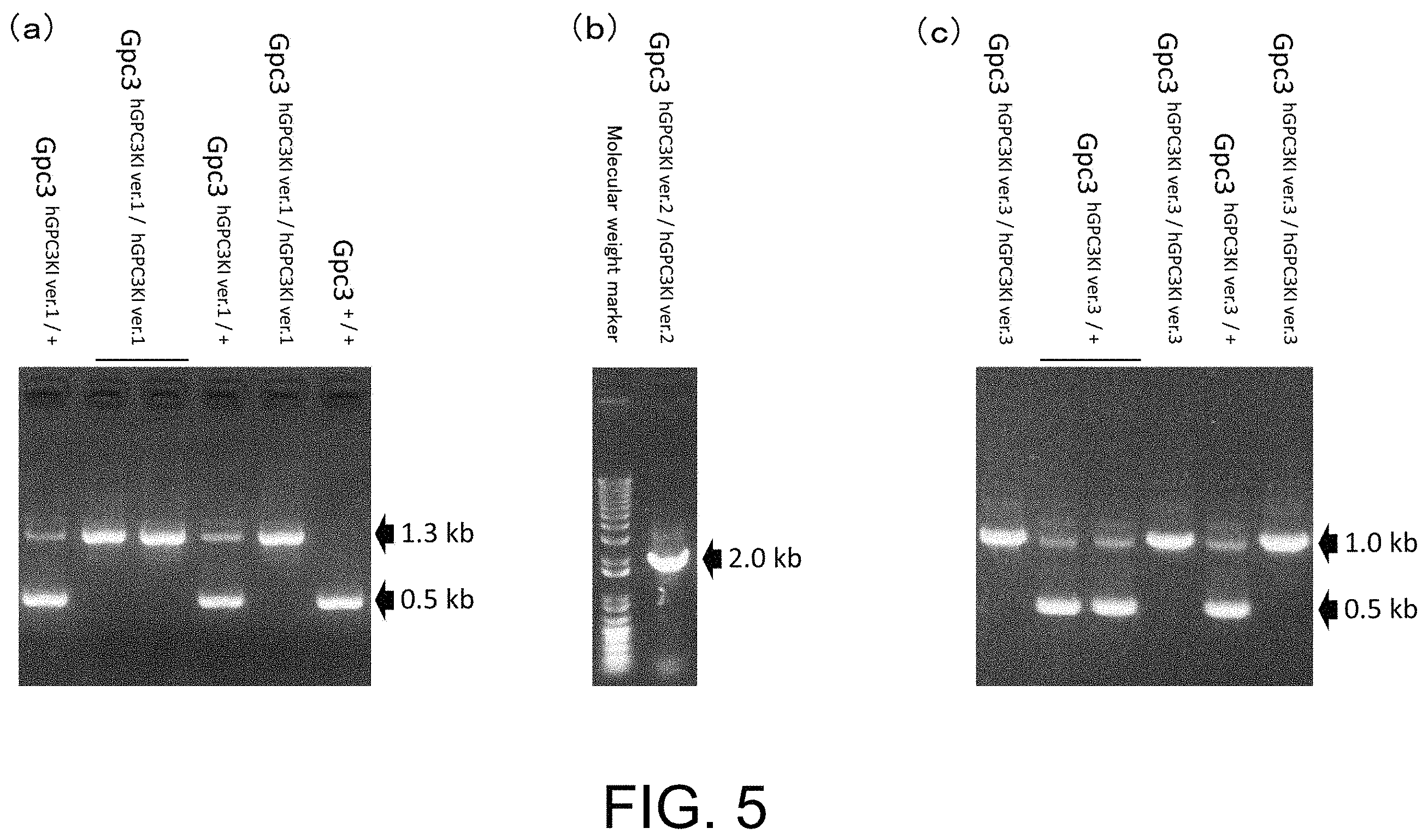 Patent US11793180 Figure 5 – Gene-modified mouse expressing human GPC3 polypeptide