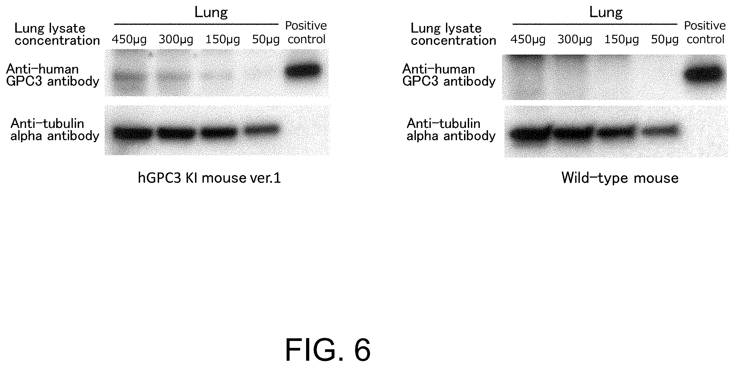 Patent US11793180 Figure 6 – Gene-modified mouse expressing human GPC3 polypeptide