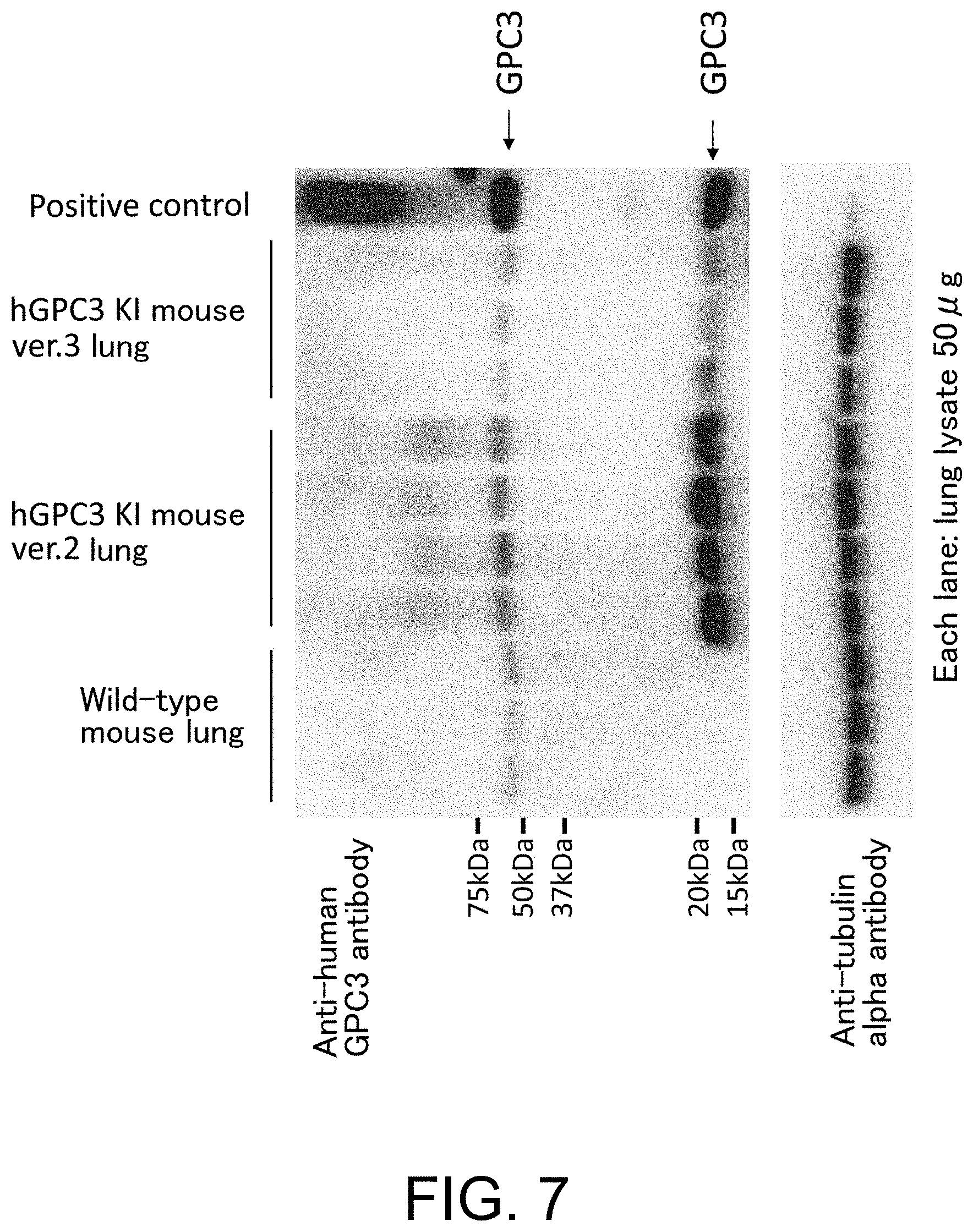 Patent US11793180 Figure 7 – Gene-modified mouse expressing human GPC3 polypeptide