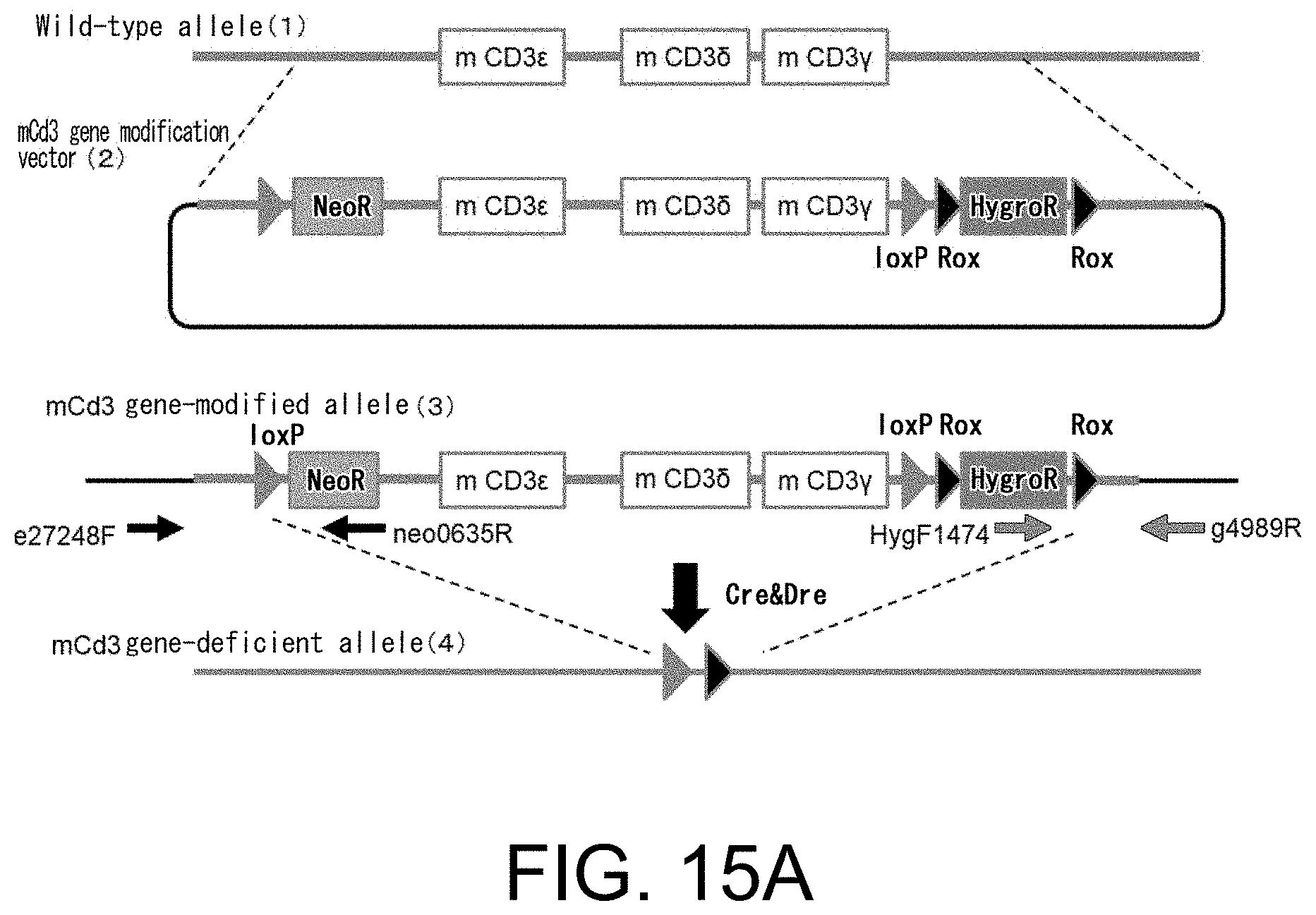 Patent US11793180 Figure 15 – Gene-modified mouse expressing human GPC3 polypeptide