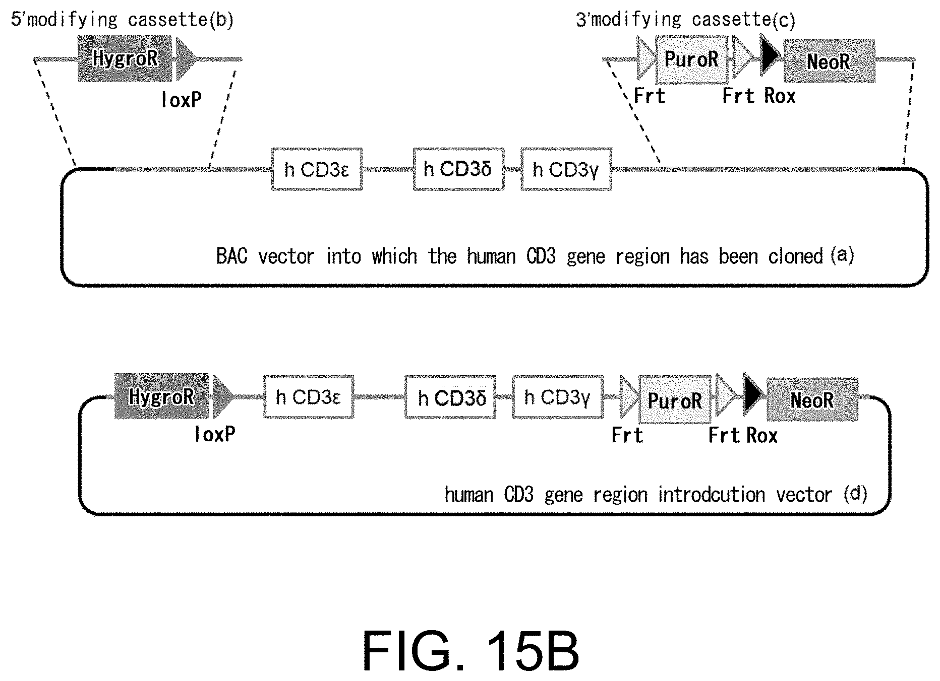 Patent US11793180 Figure 16 – Gene-modified mouse expressing human GPC3 polypeptide
