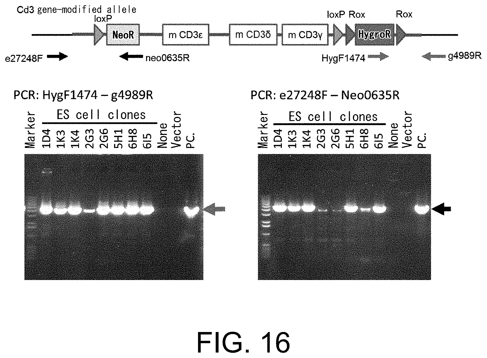 Patent US11793180 Figure 17 – Gene-modified mouse expressing human GPC3 polypeptide