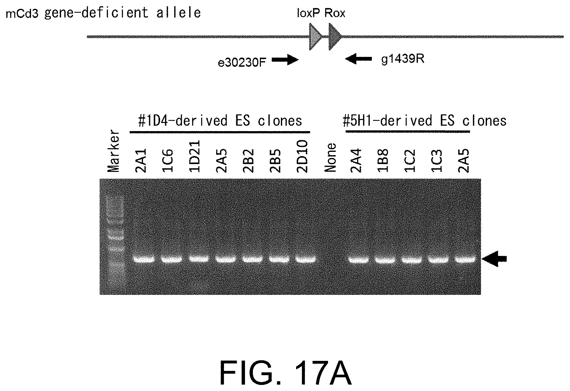 Patent US11793180 Figure 18 – Gene-modified mouse expressing human GPC3 polypeptide