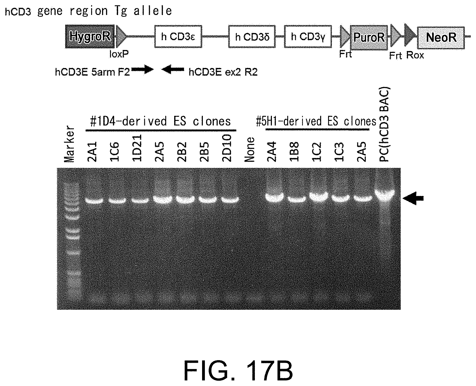 Patent US11793180 Figure 19 – Gene-modified mouse expressing human GPC3 polypeptide