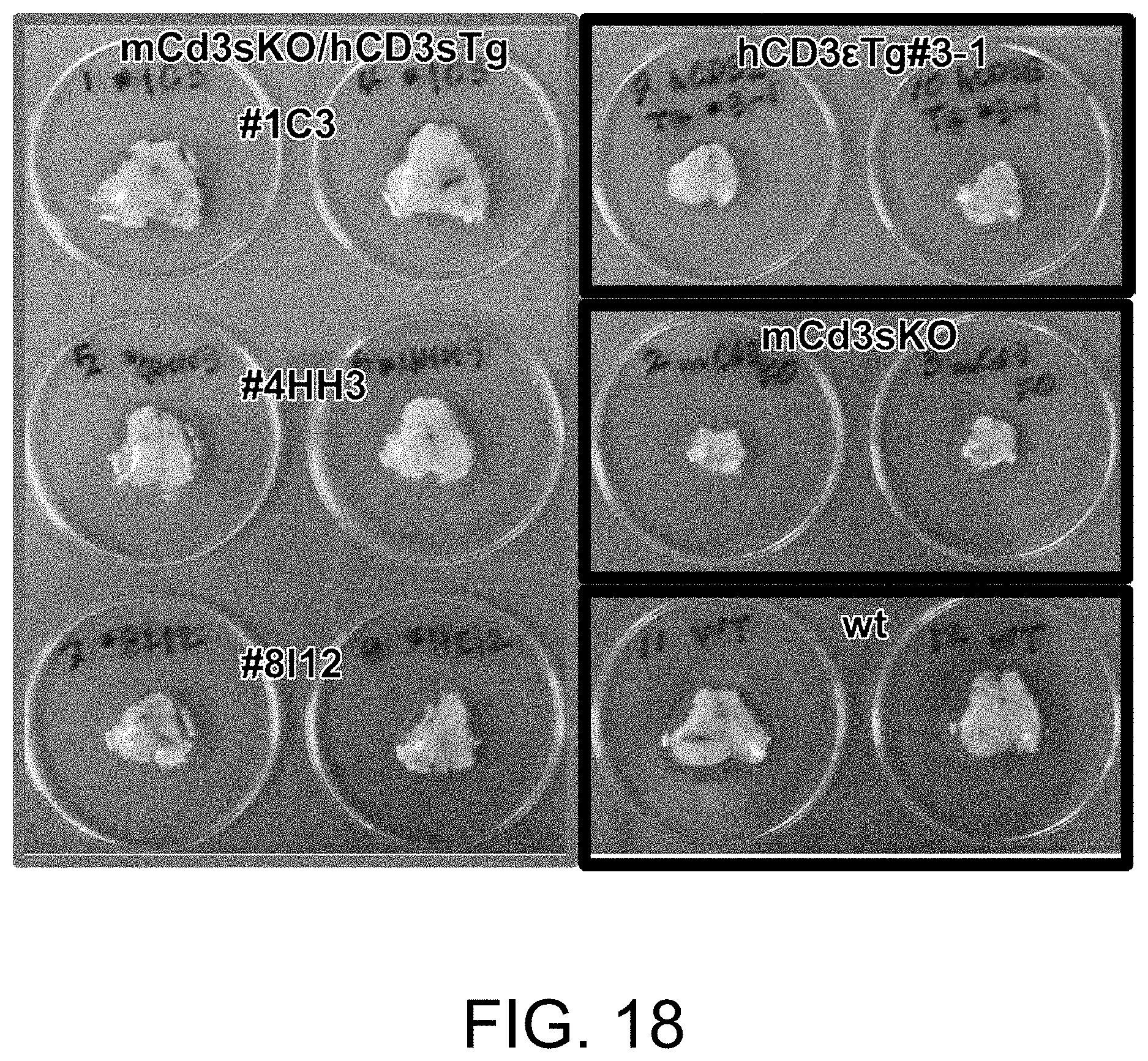 Patent US11793180 Figure 20 – Gene-modified mouse expressing human GPC3 polypeptide