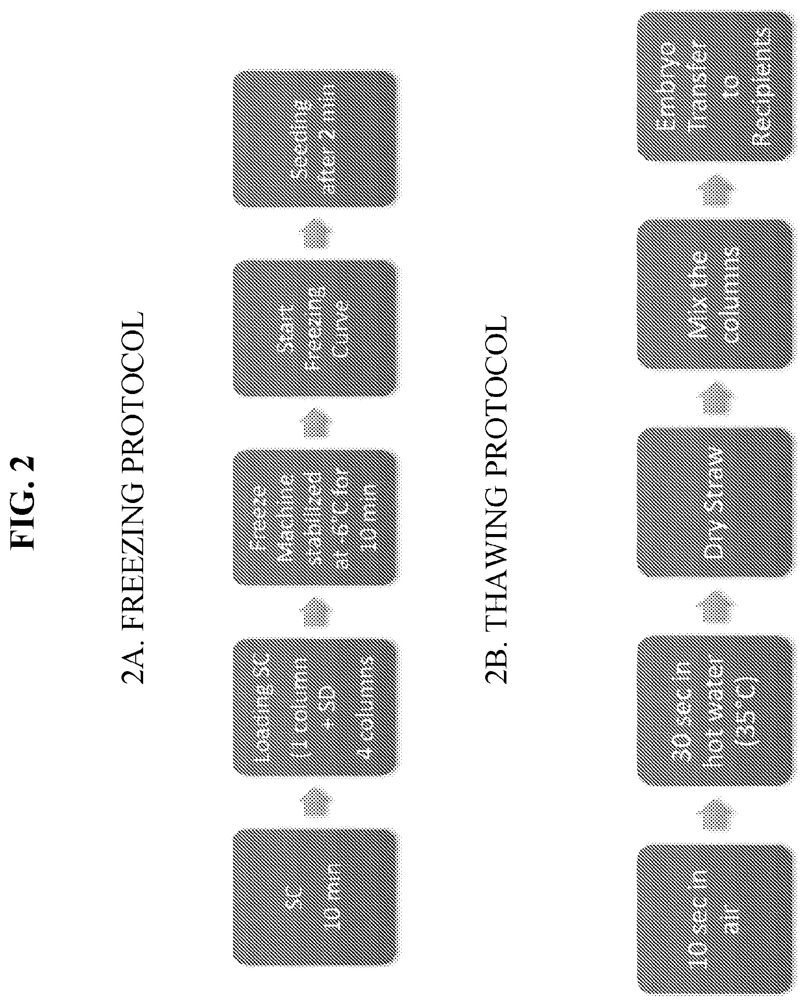 Patent US11793193 Figure 2 – Cryopreserving ungulate embryos