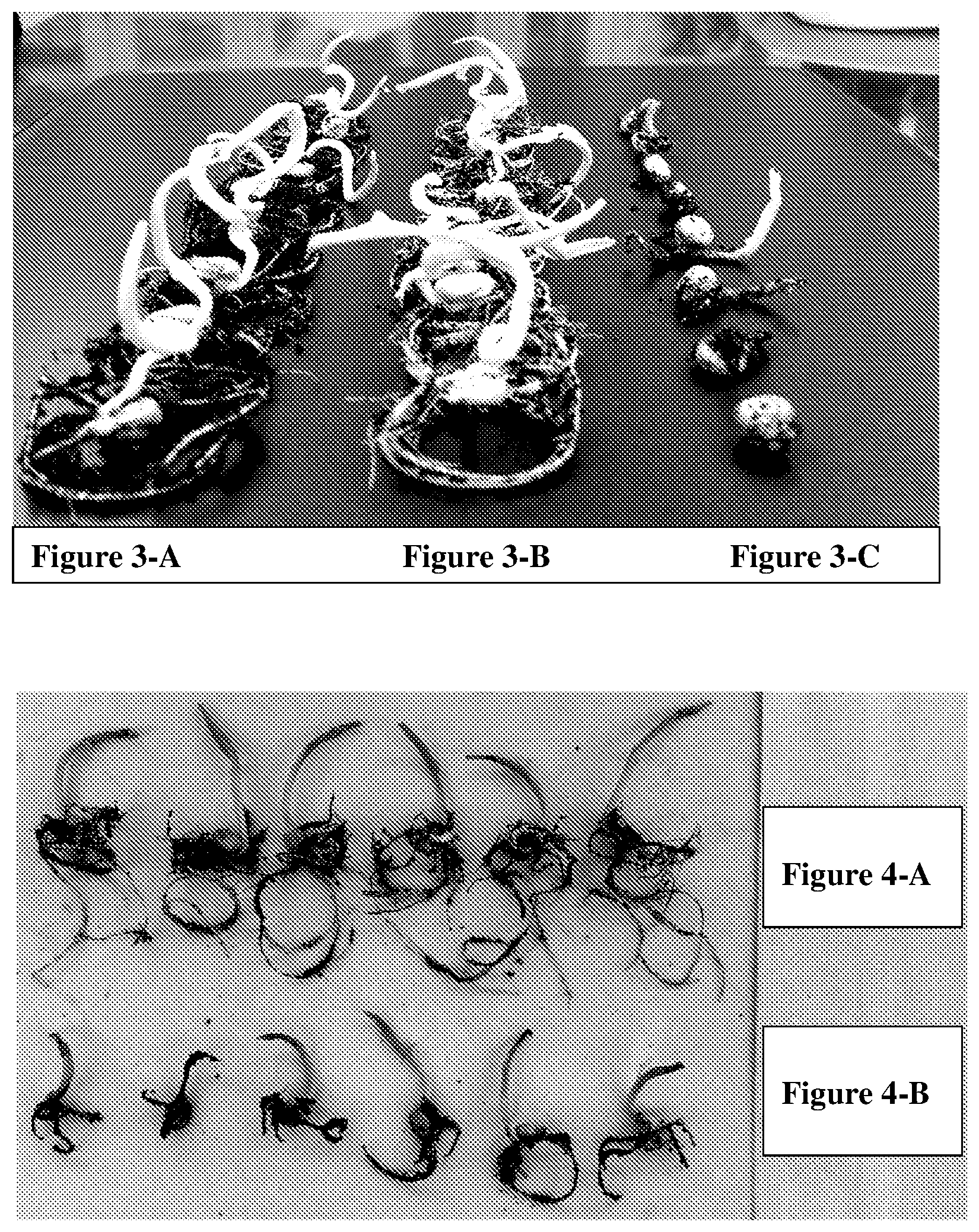 Patent US11793199 Figure 4 – Formulations and methods for controlling rootworm larvae