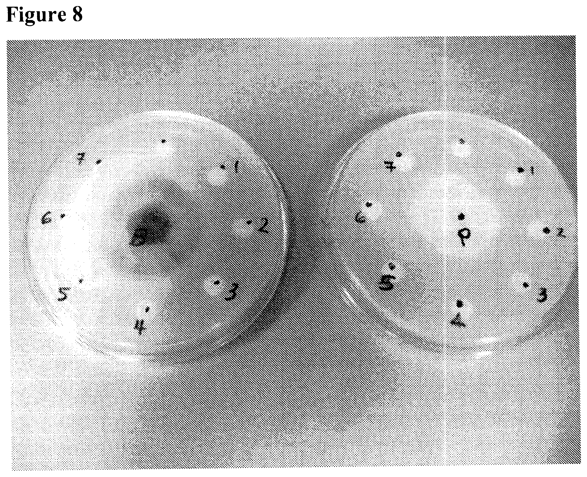 Patent US11793201 Figure 8 – Isolated bacterial strain of the genus Burkholderia and pesticidal metabolites therefrom