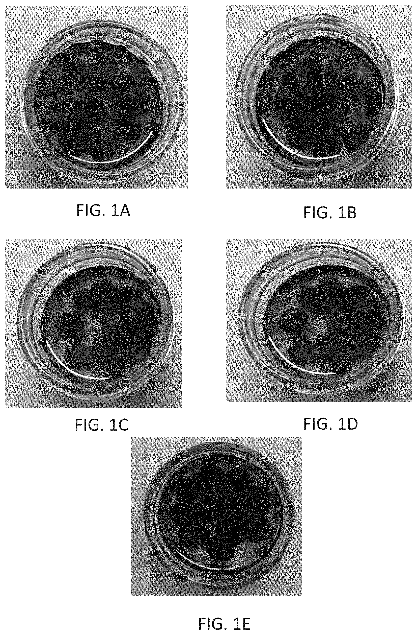 Patent US11793210 — Nano-cellulose coatings to prevent damage in foodstuffs — Figure 1