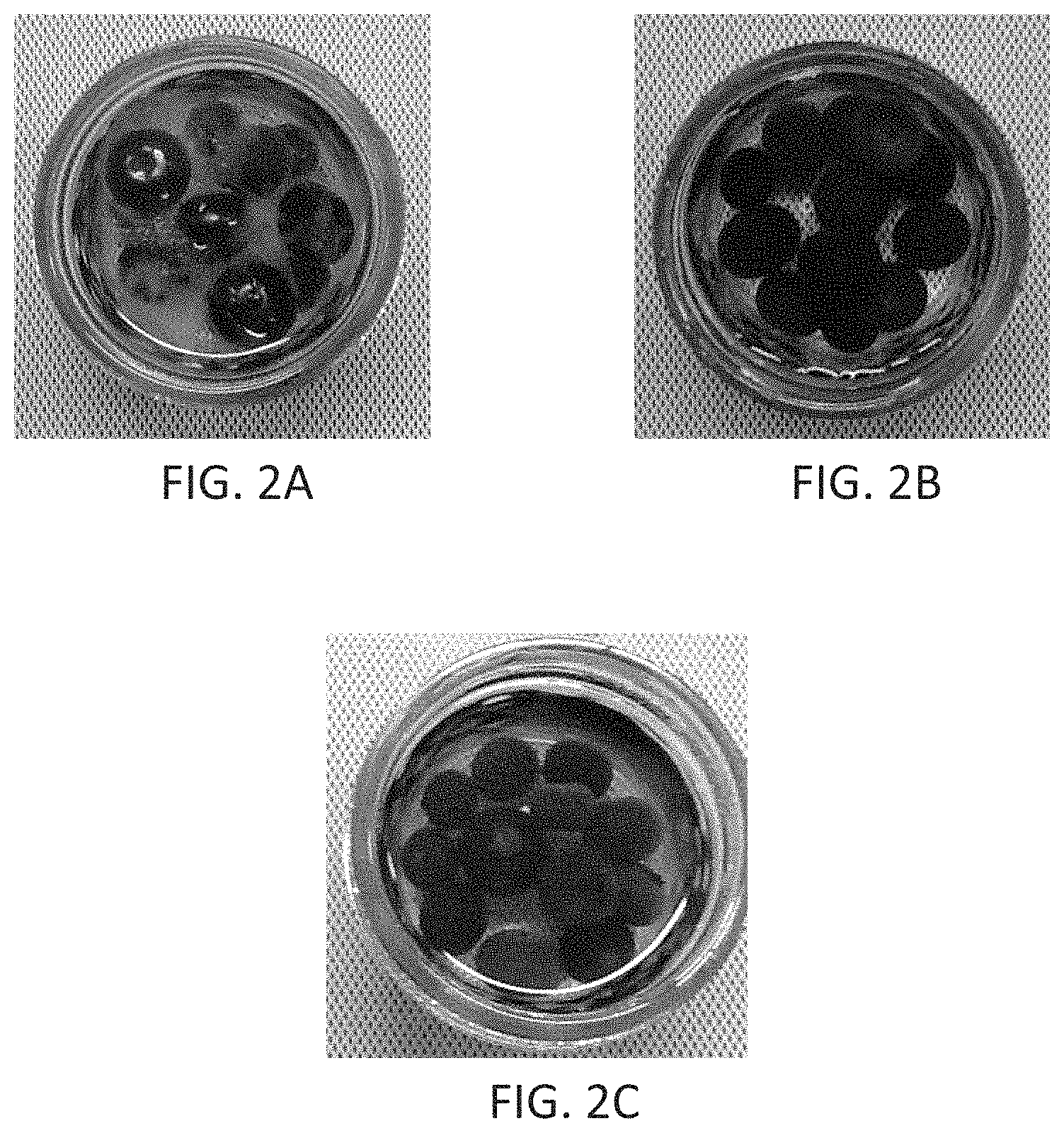 Patent US11793210 Figure 2 – Nano-cellulose coatings to prevent damage in foodstuffs
