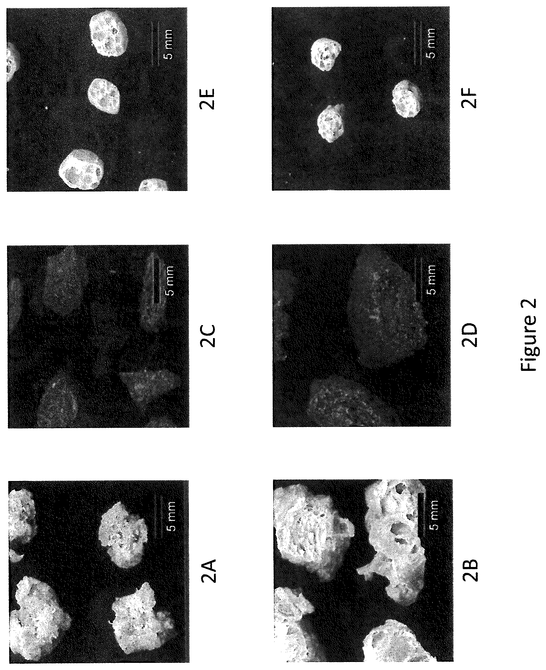 Patent US11793214 Figure 2 – Extruded protein product and methods of making