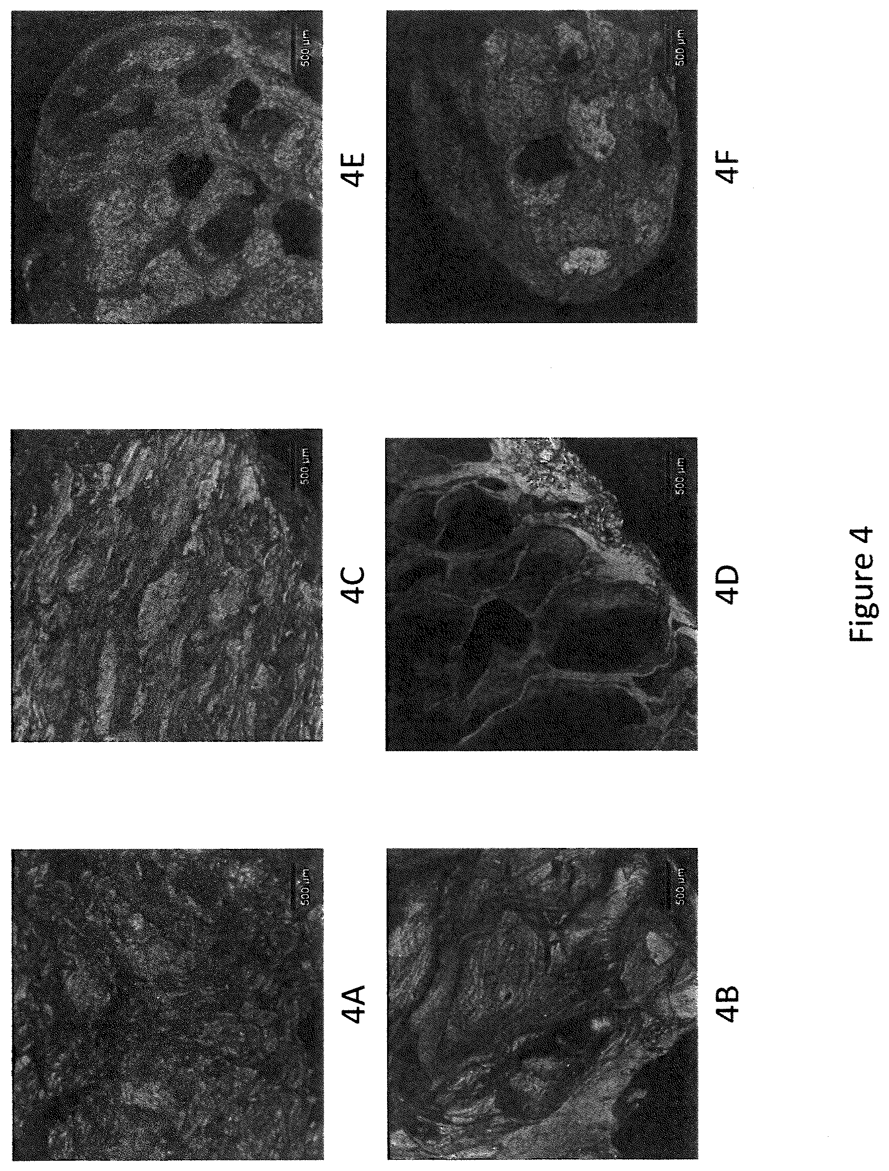 Patent US11793214 Figure 4 – Extruded protein product and methods of making