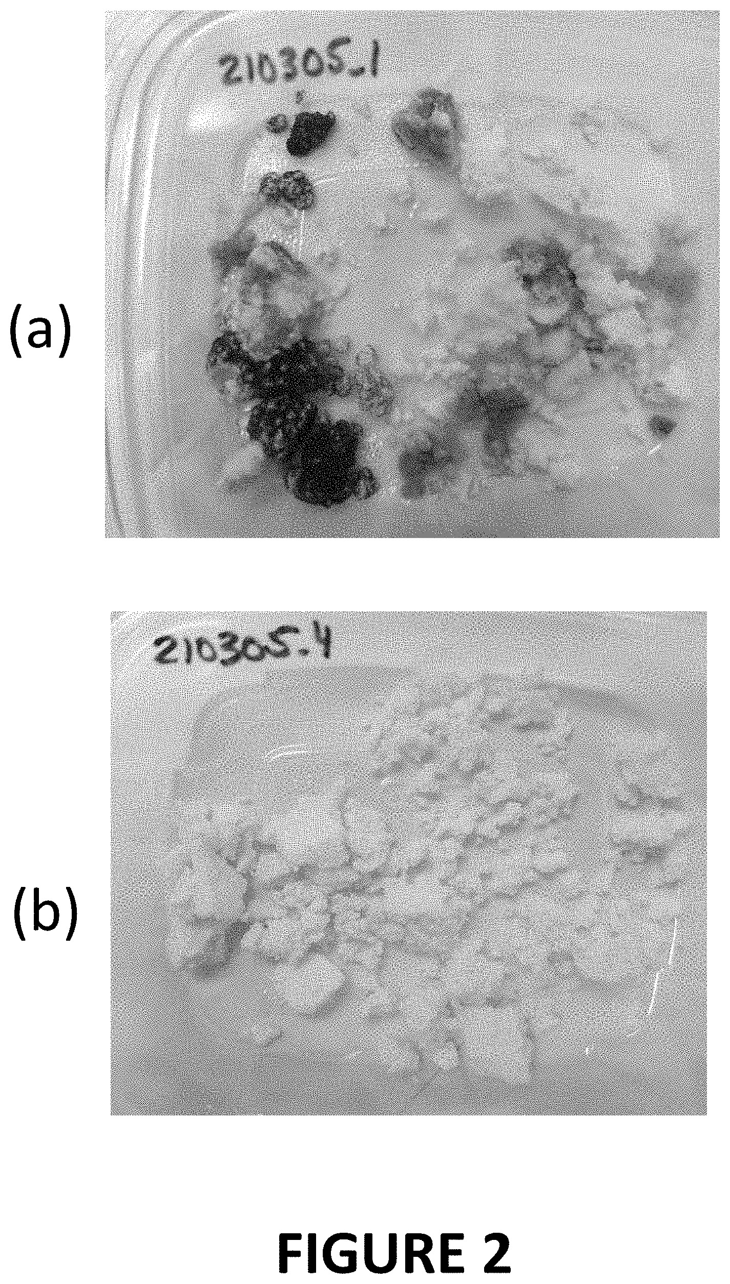 Patent US11793220 Figure 2 – Materials and methods for extending shelf-life of foods