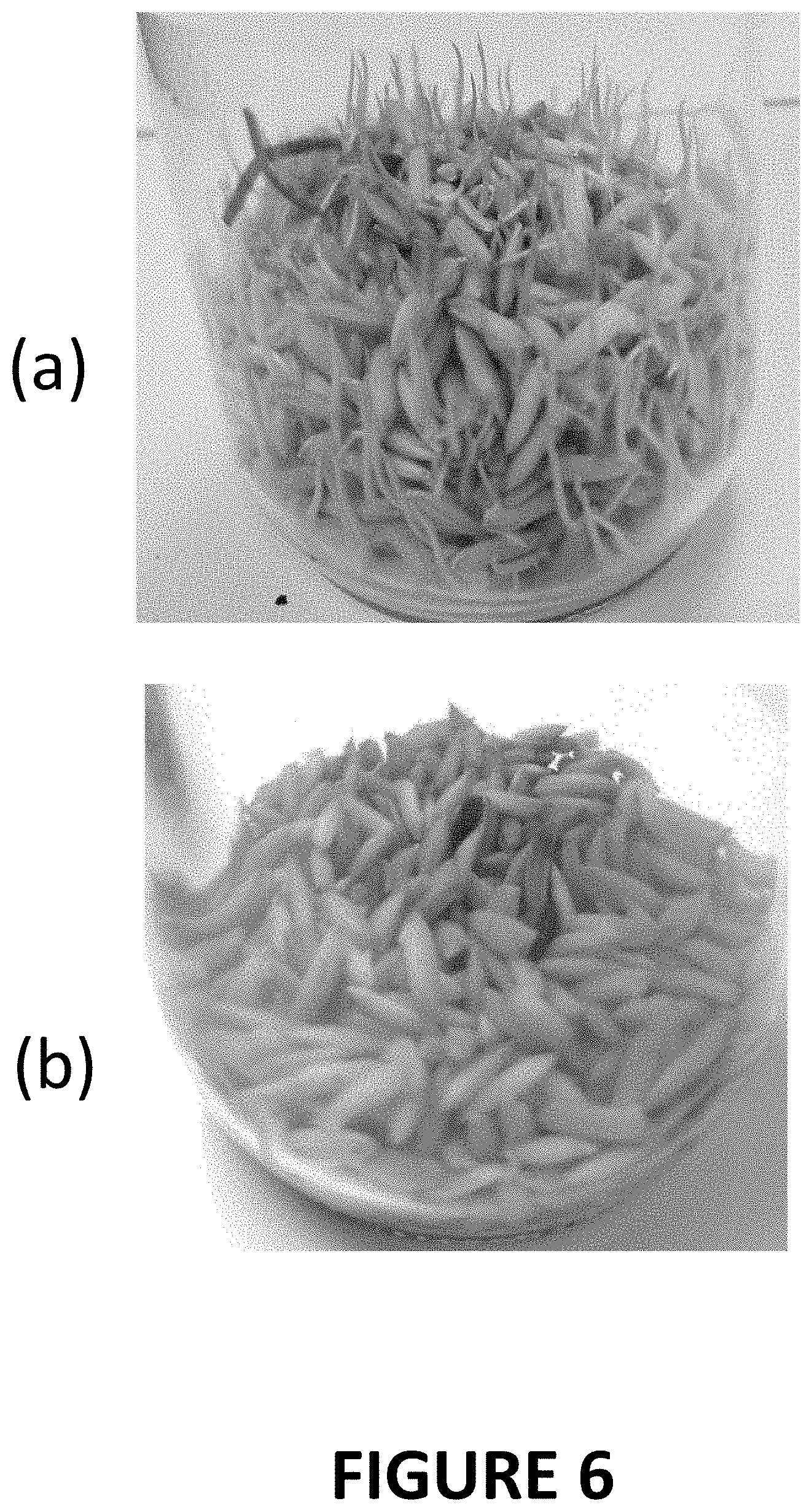Patent US11793220 Figure 6 – Materials and methods for extending shelf-life of foods