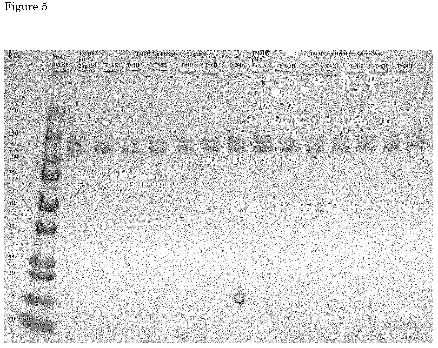 Patent US11793758 Figure 4 – Formulations of biological polymers for oral administration