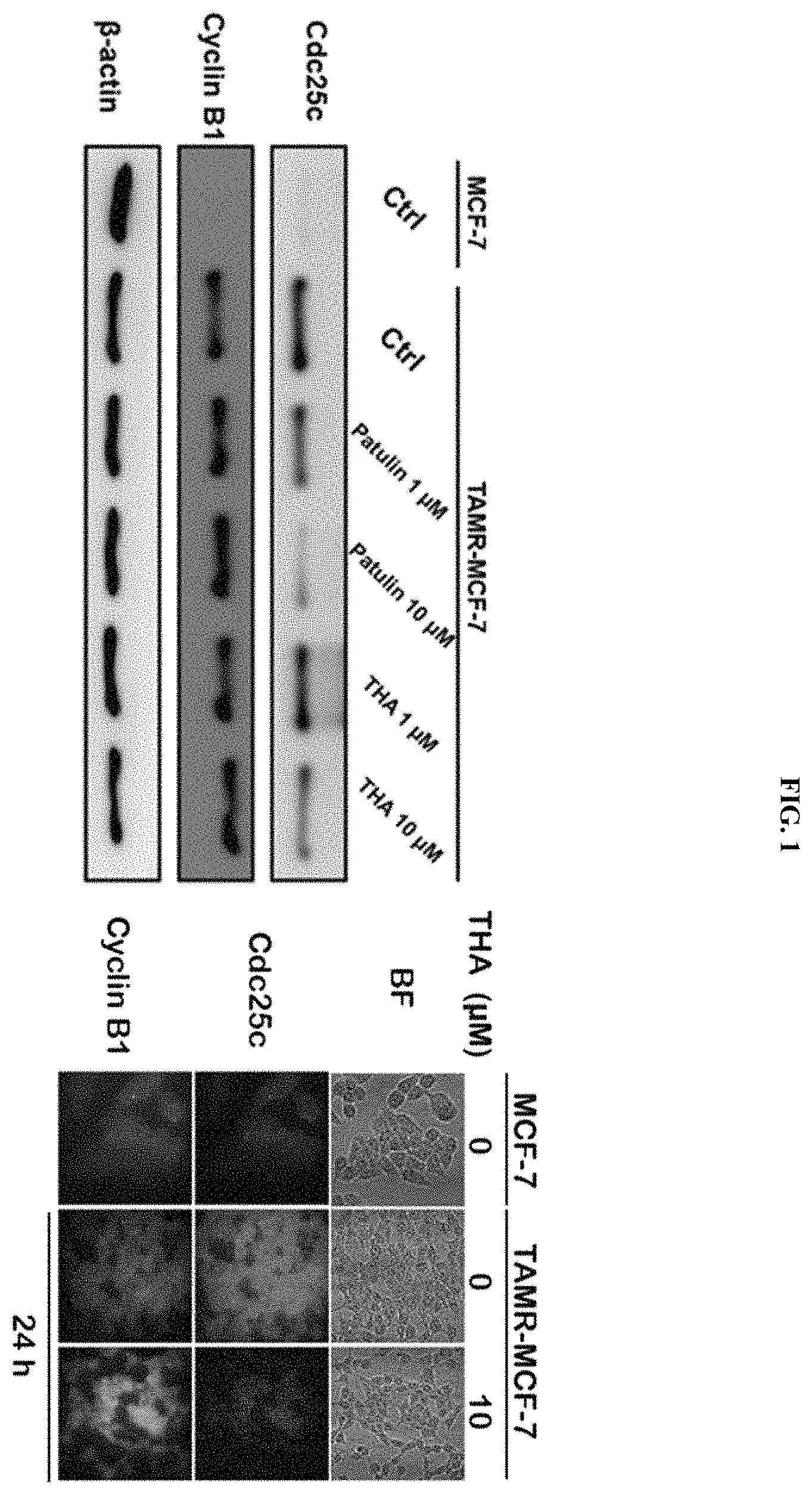 Patent US11793772 Figure 1 – Pharmaceutical composition comprising THA as active ingredient for treating breast cancer